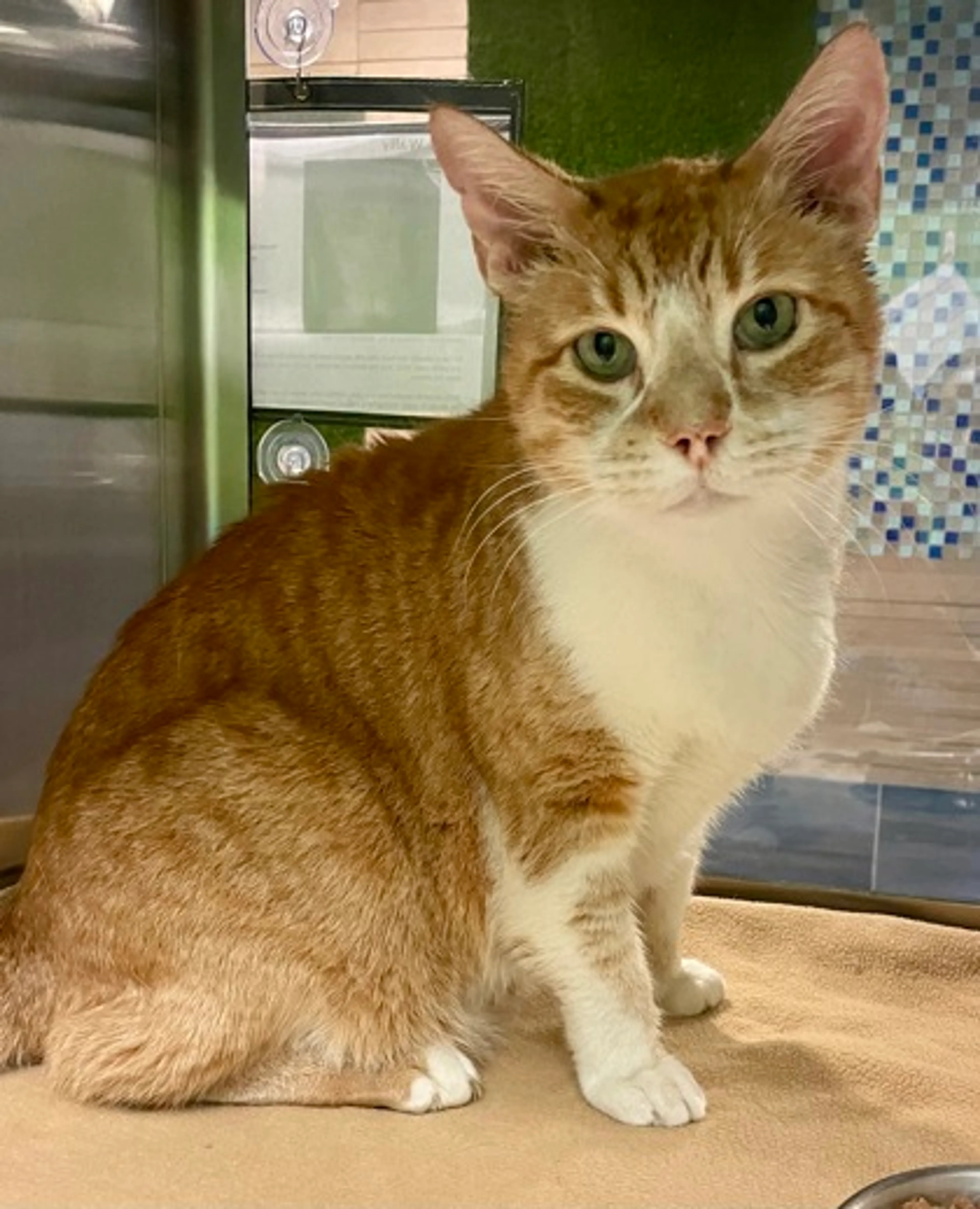 Found pet-2