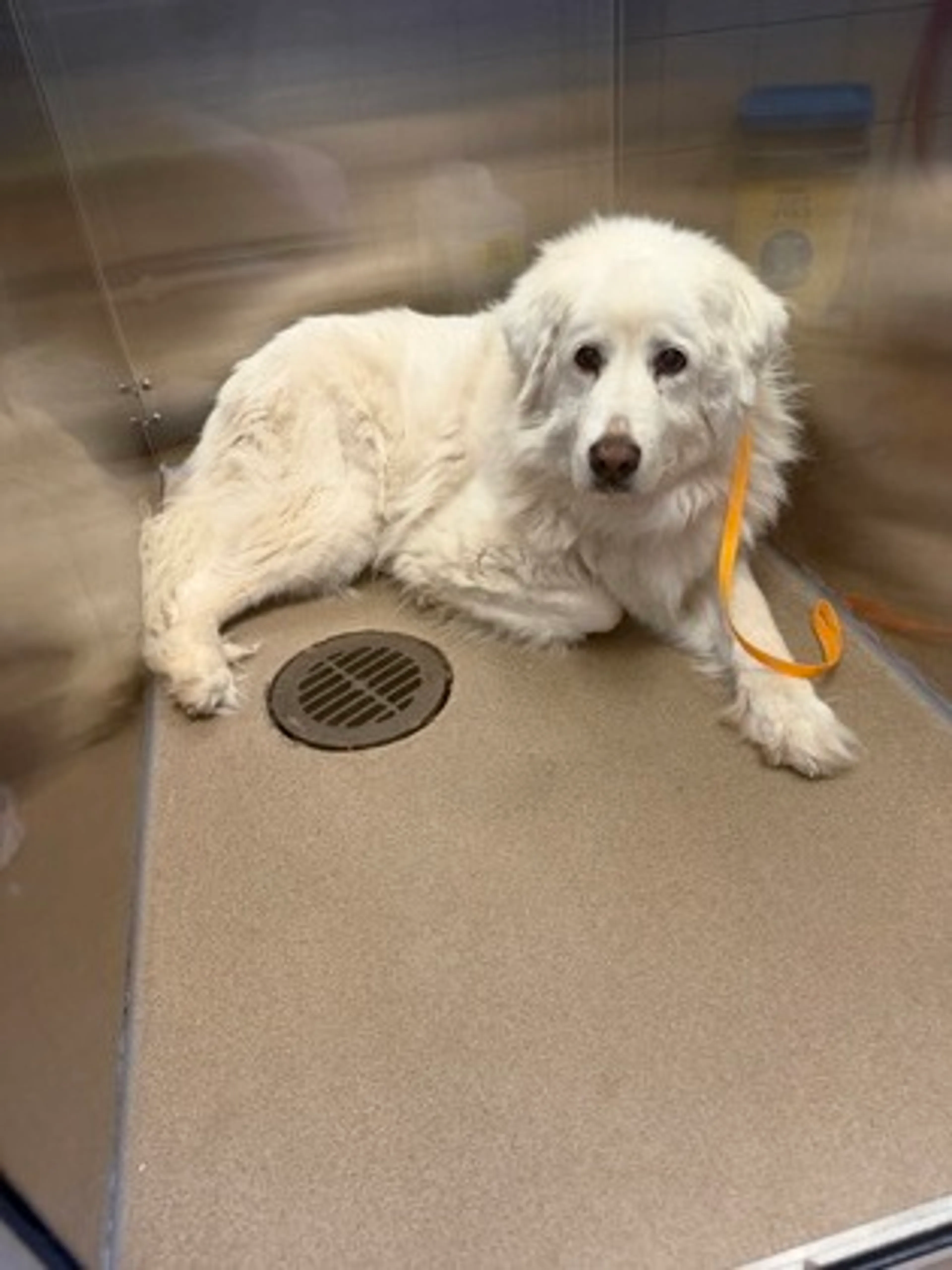 Found pet