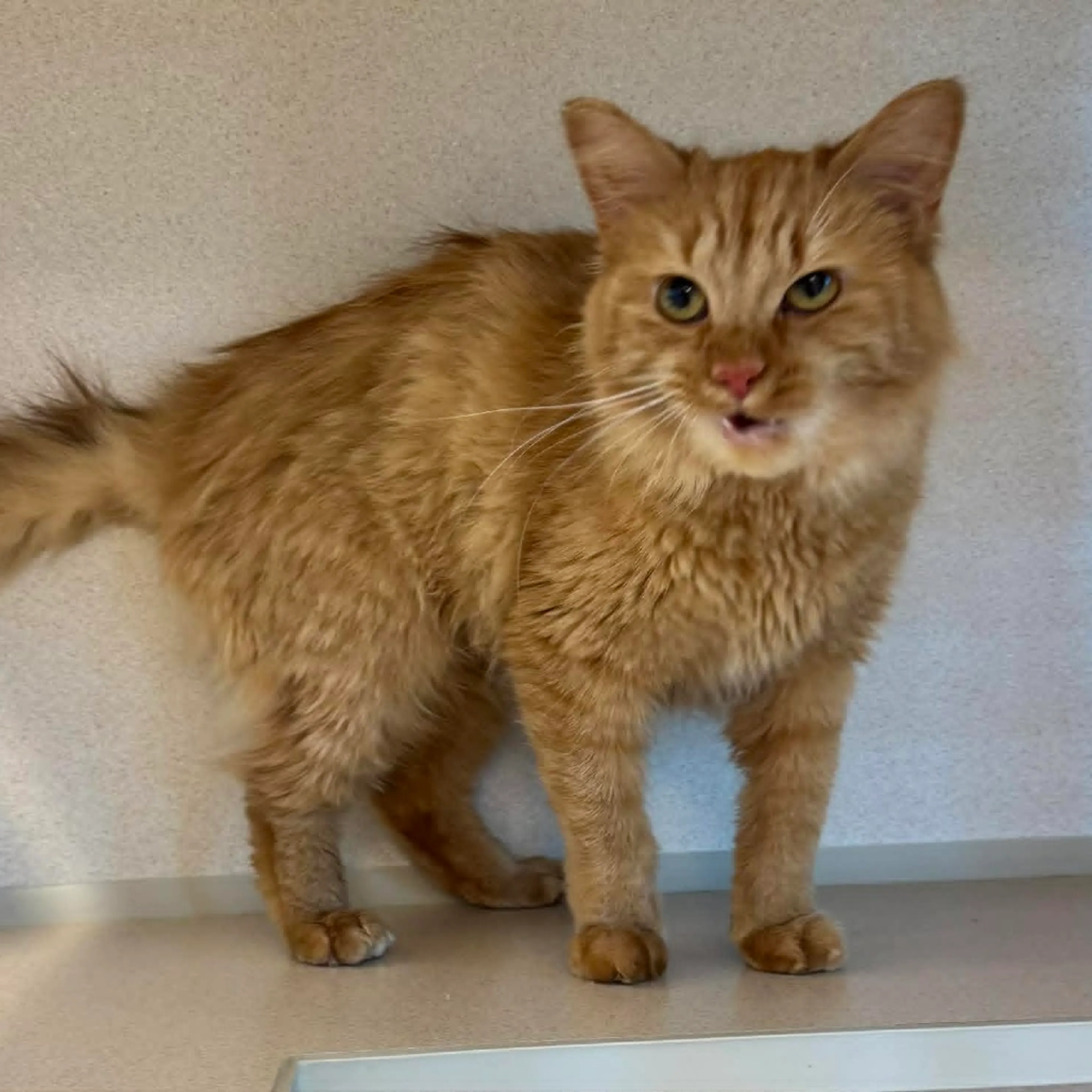 Found pet-1