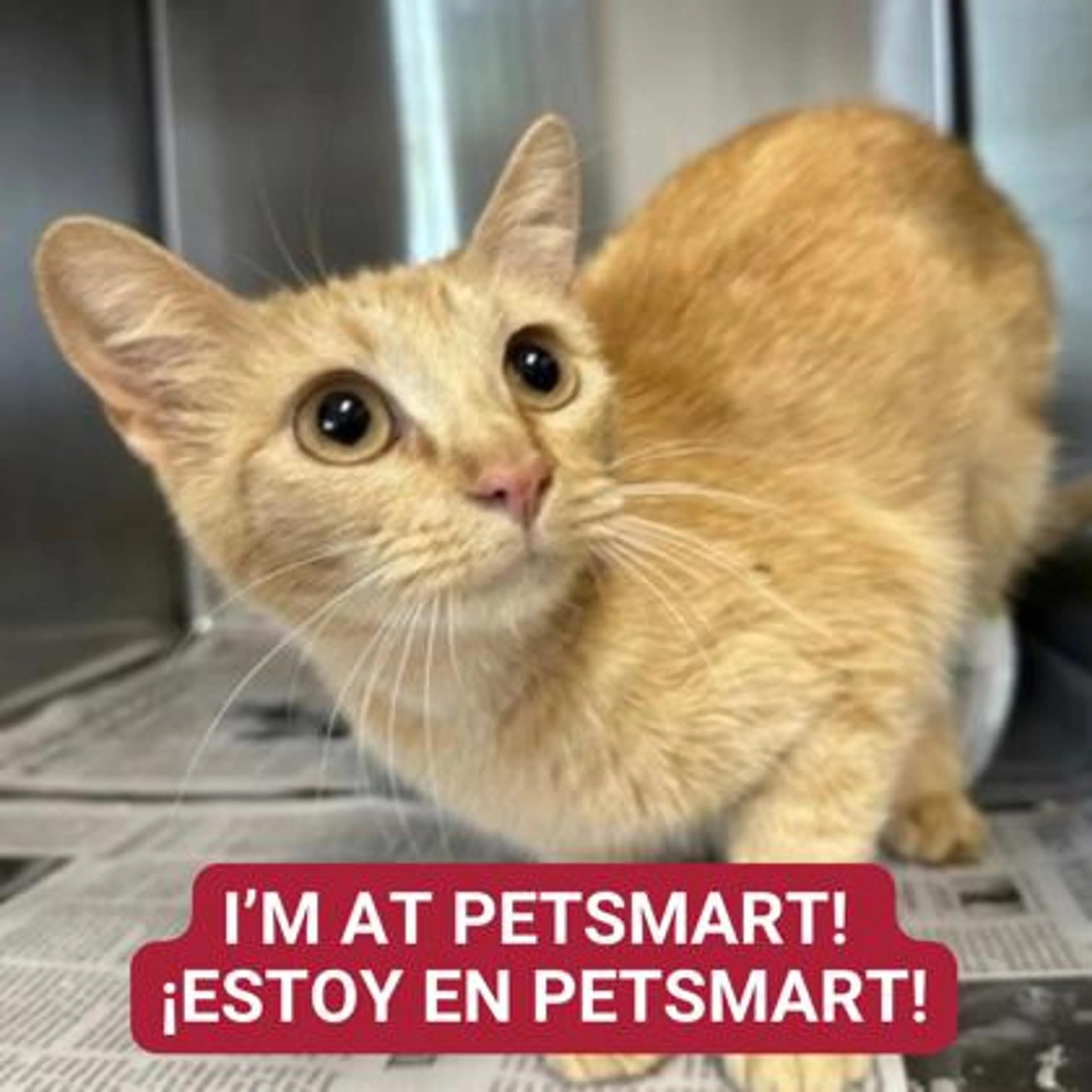 Found pet