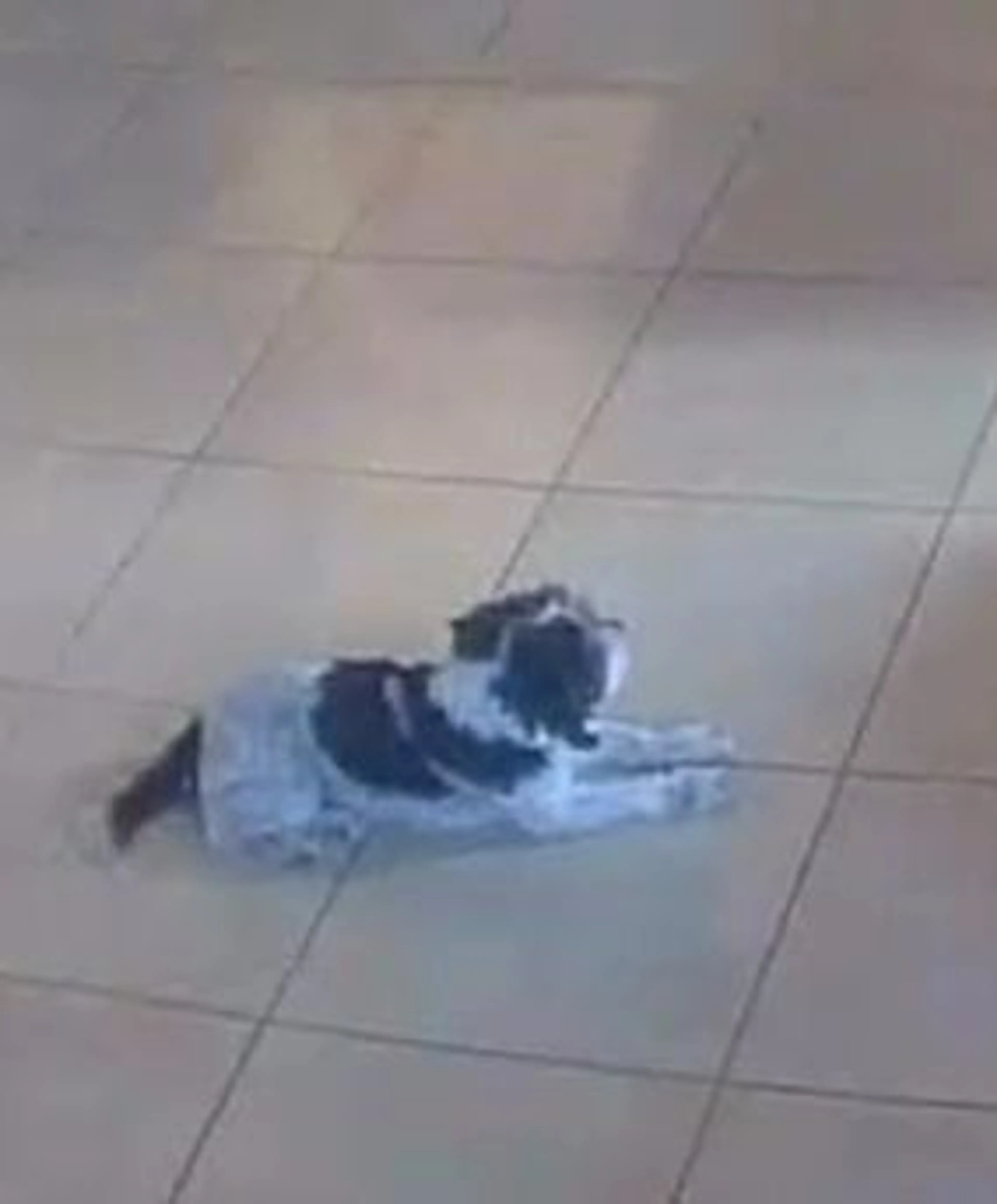 Lost pet