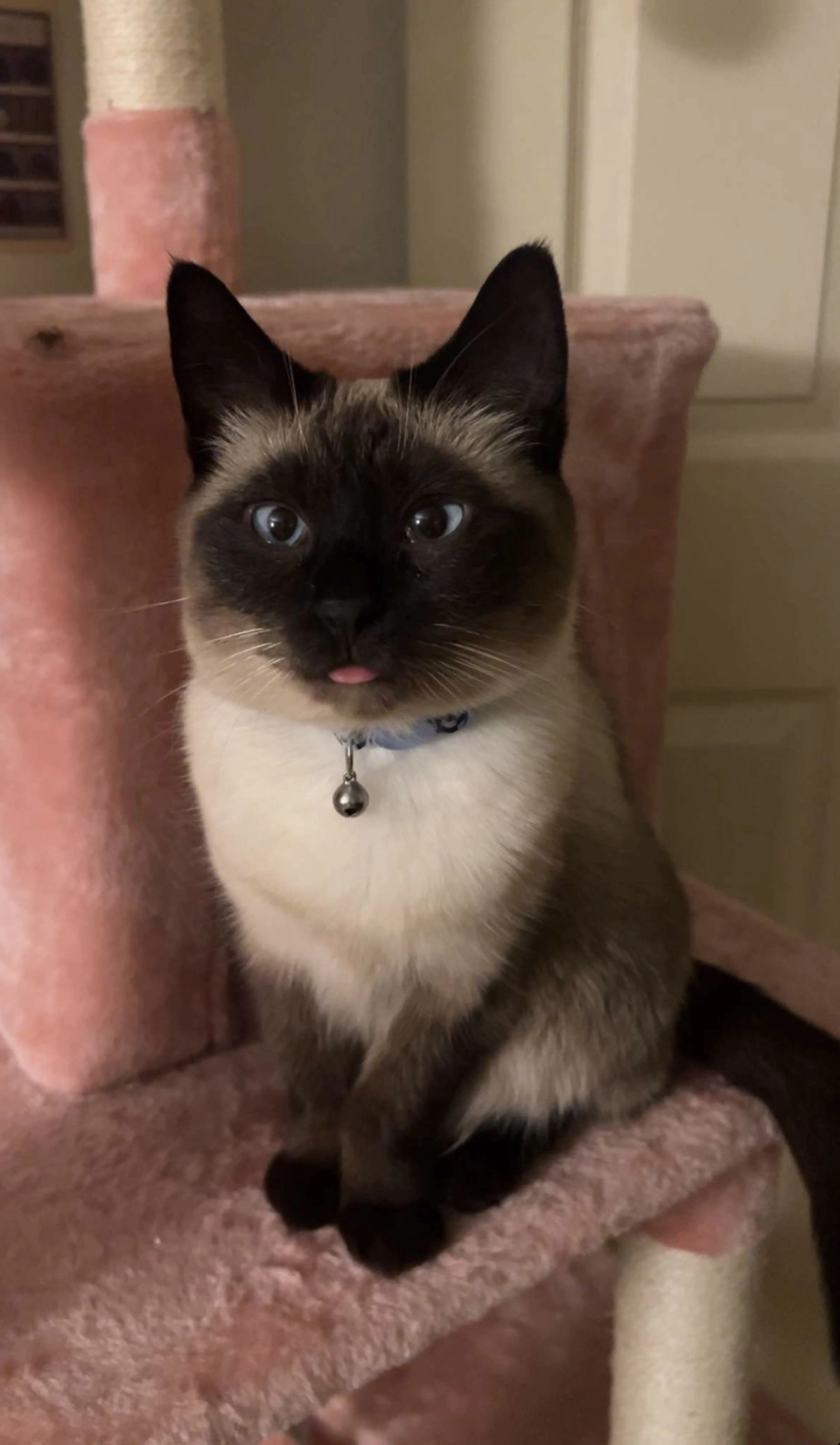 Lost pet-0