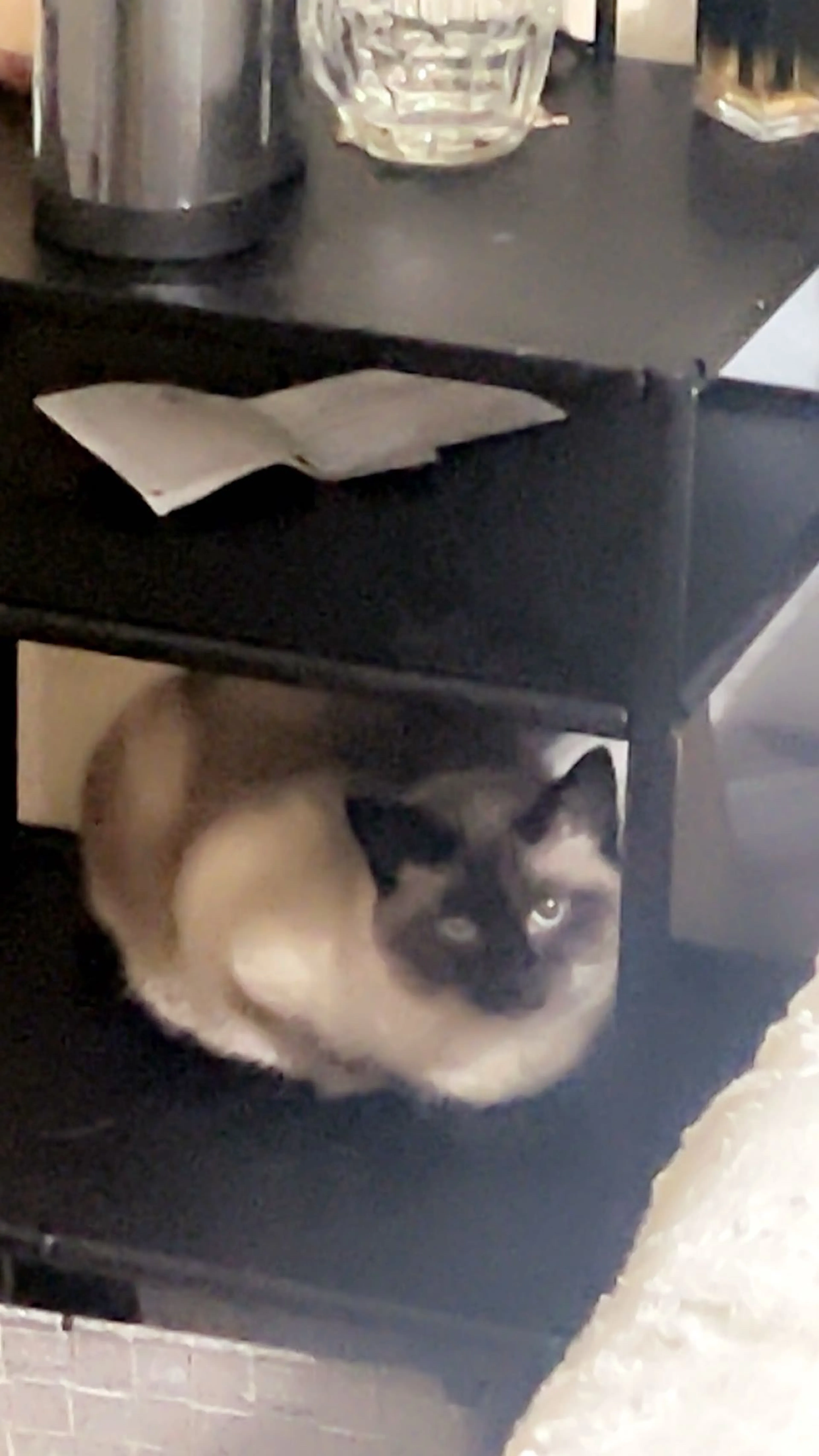 Lost pet-3