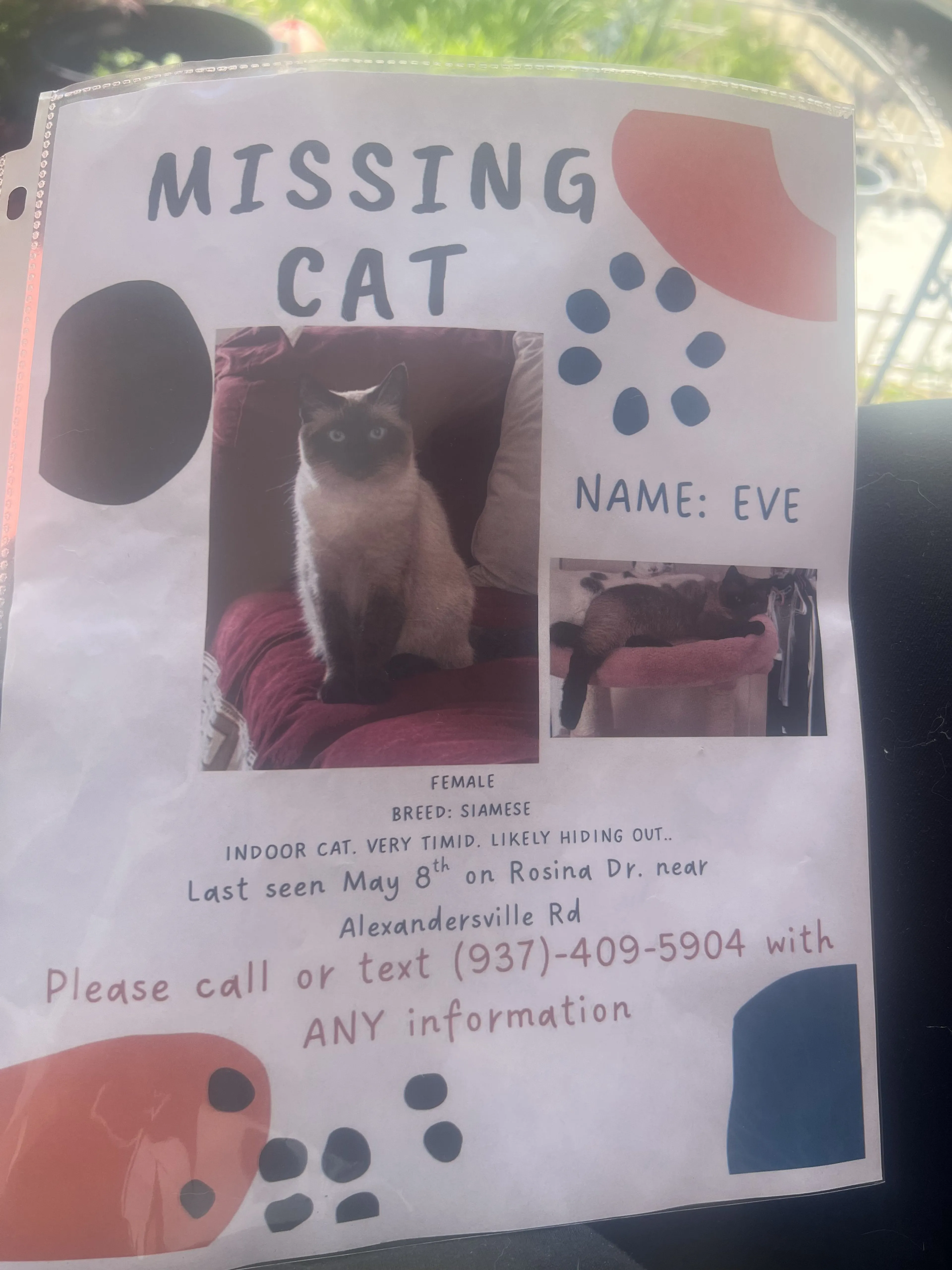 Lost pet-4