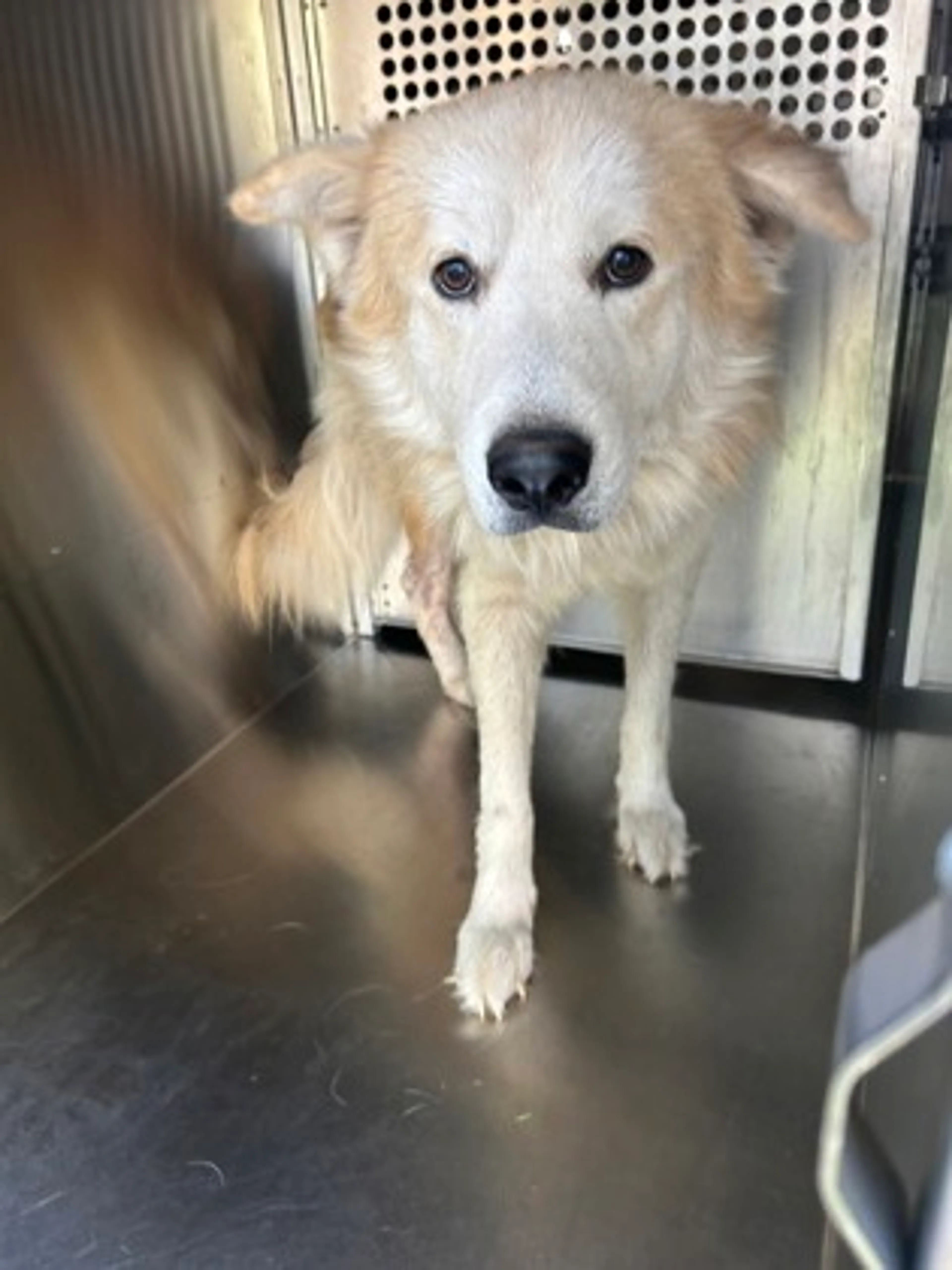 Found pet