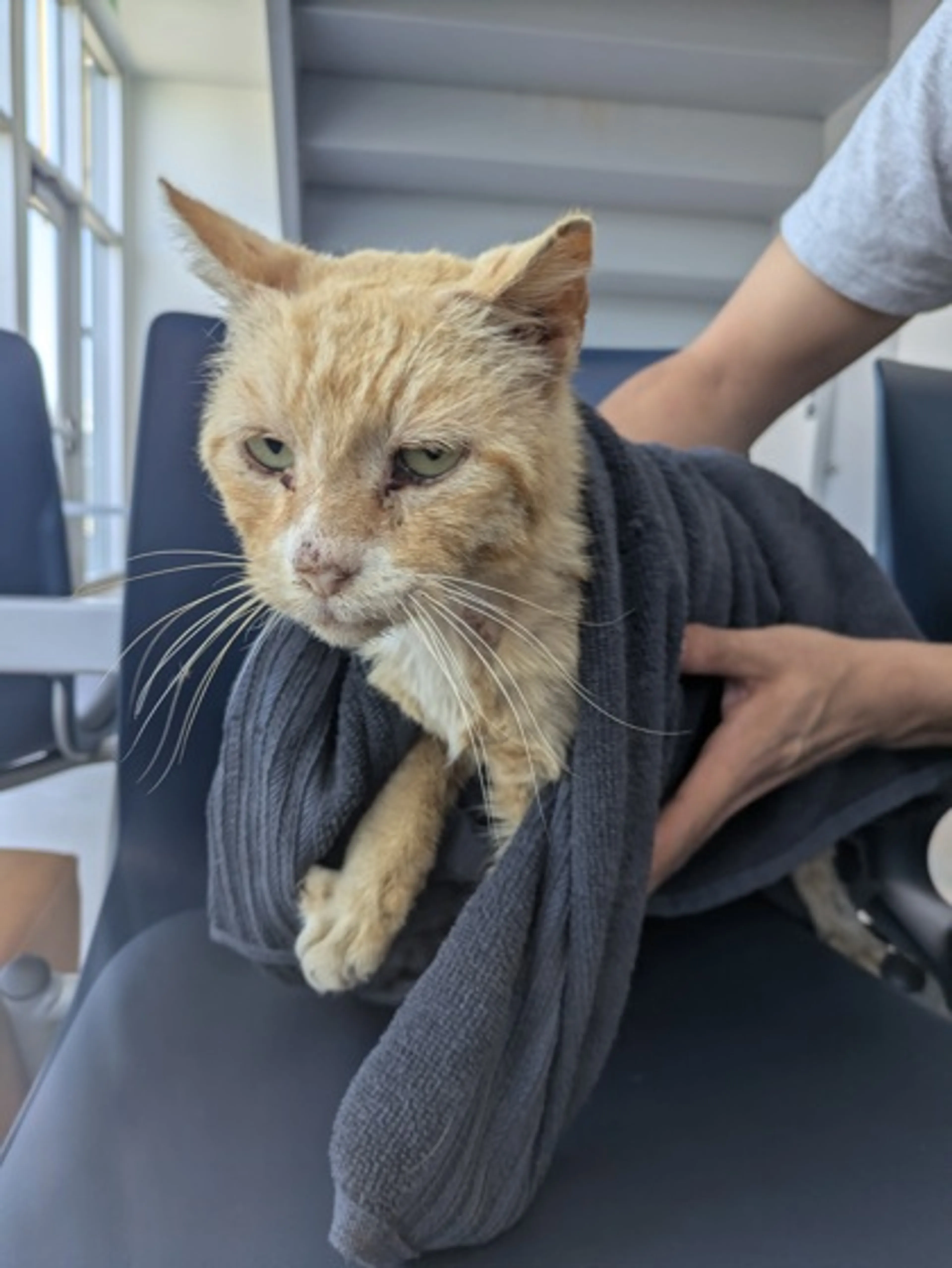 Found pet