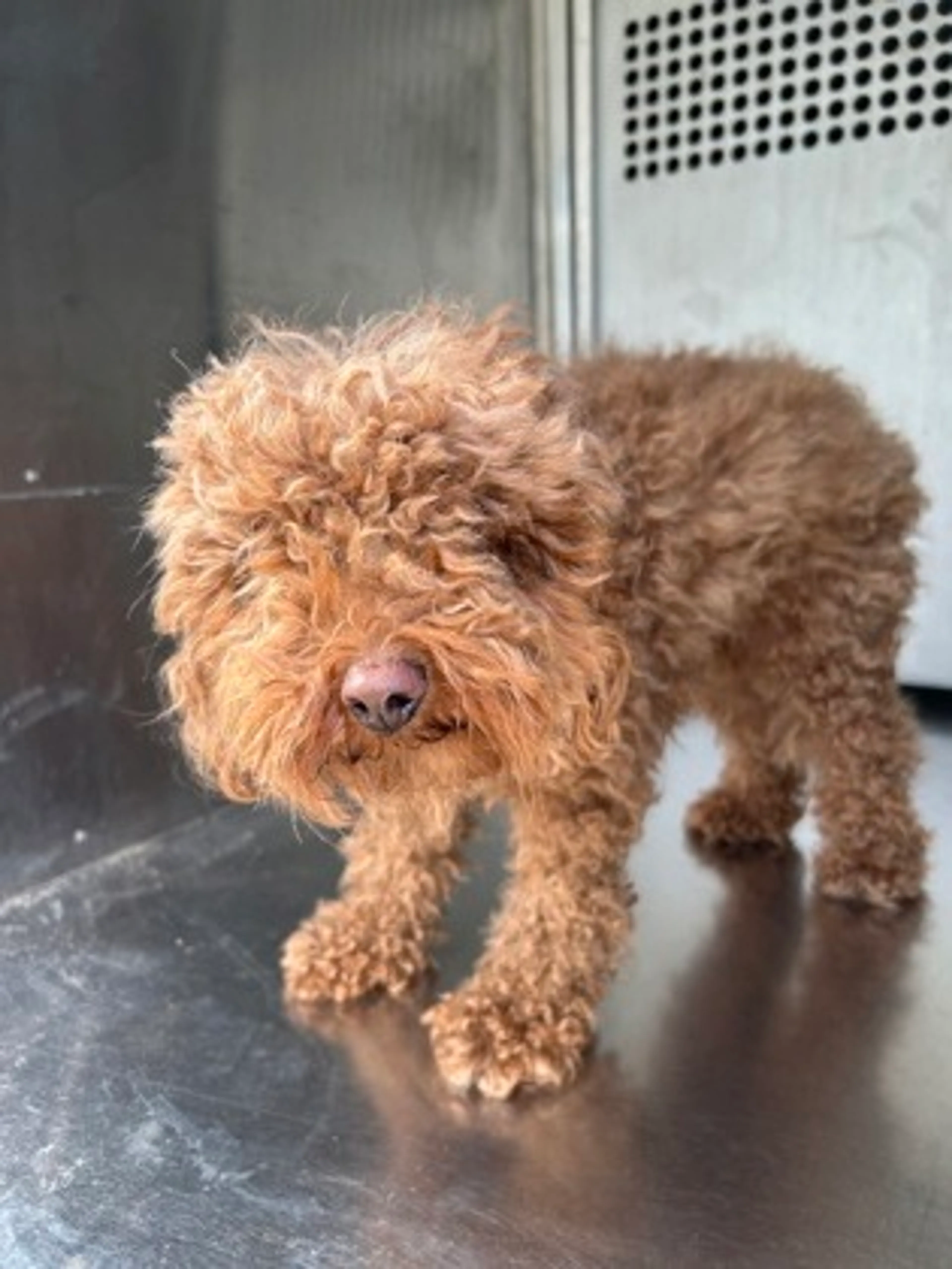 Found pet