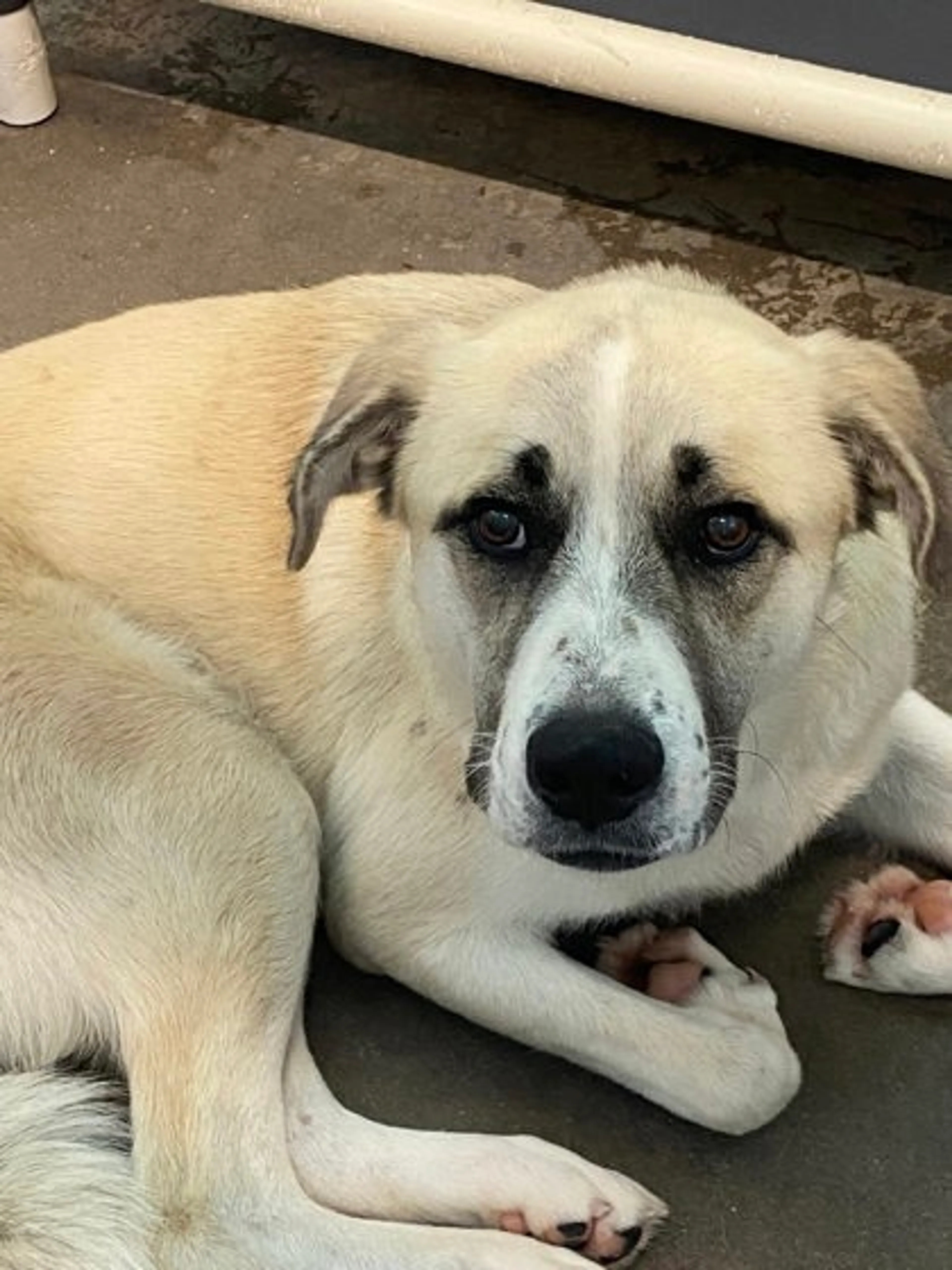 Found pet-1