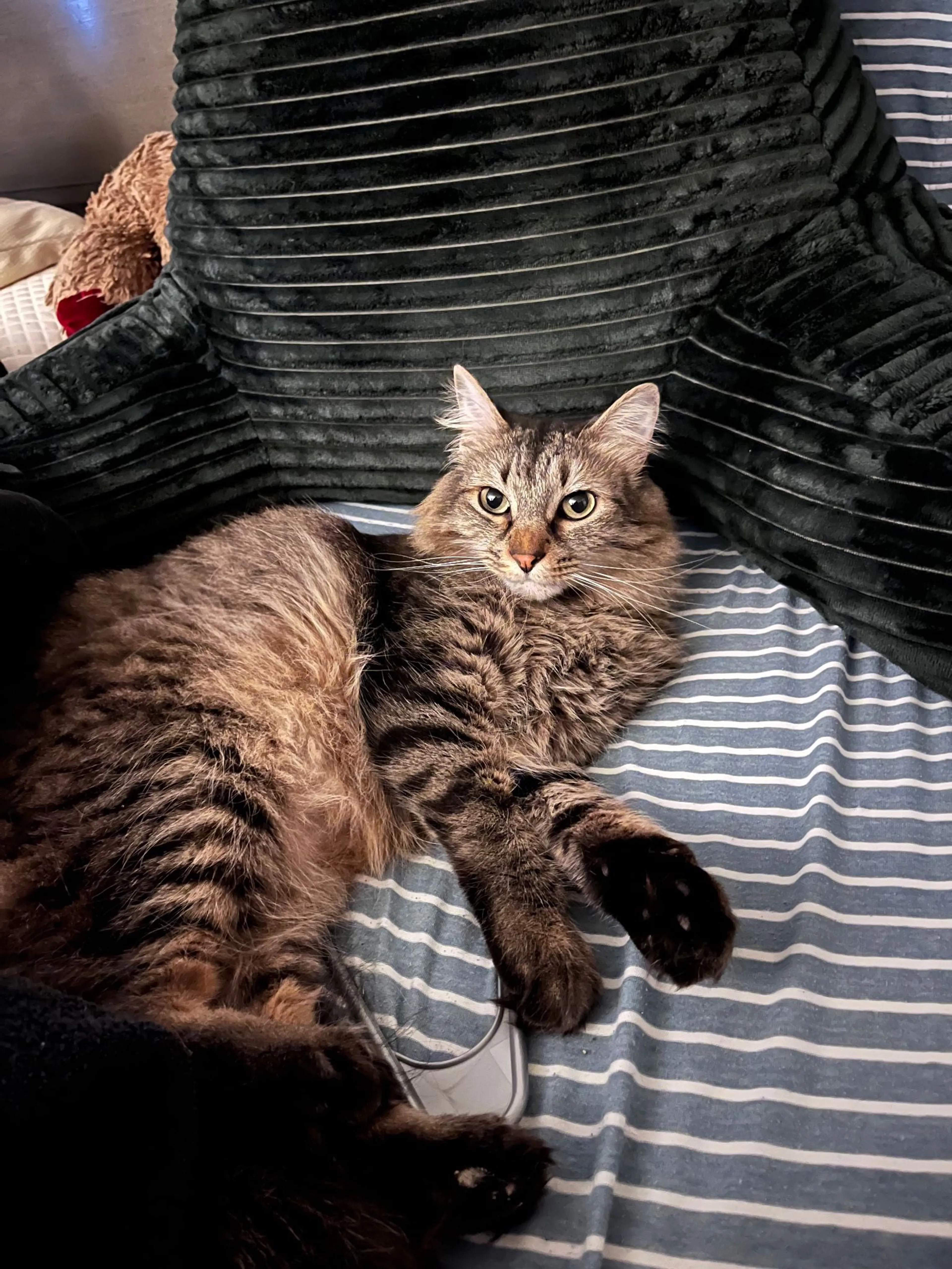 Lost pet