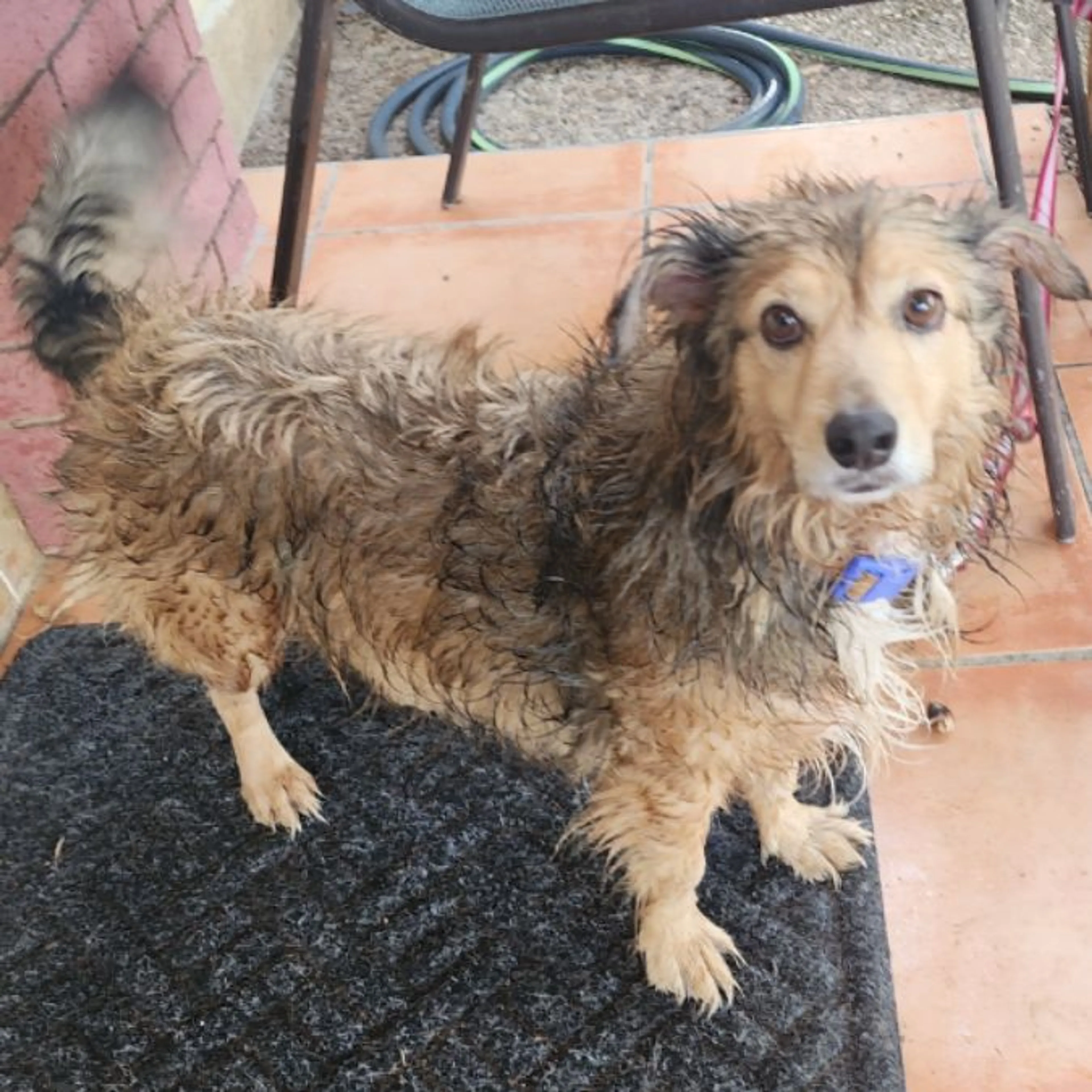 Lost pet