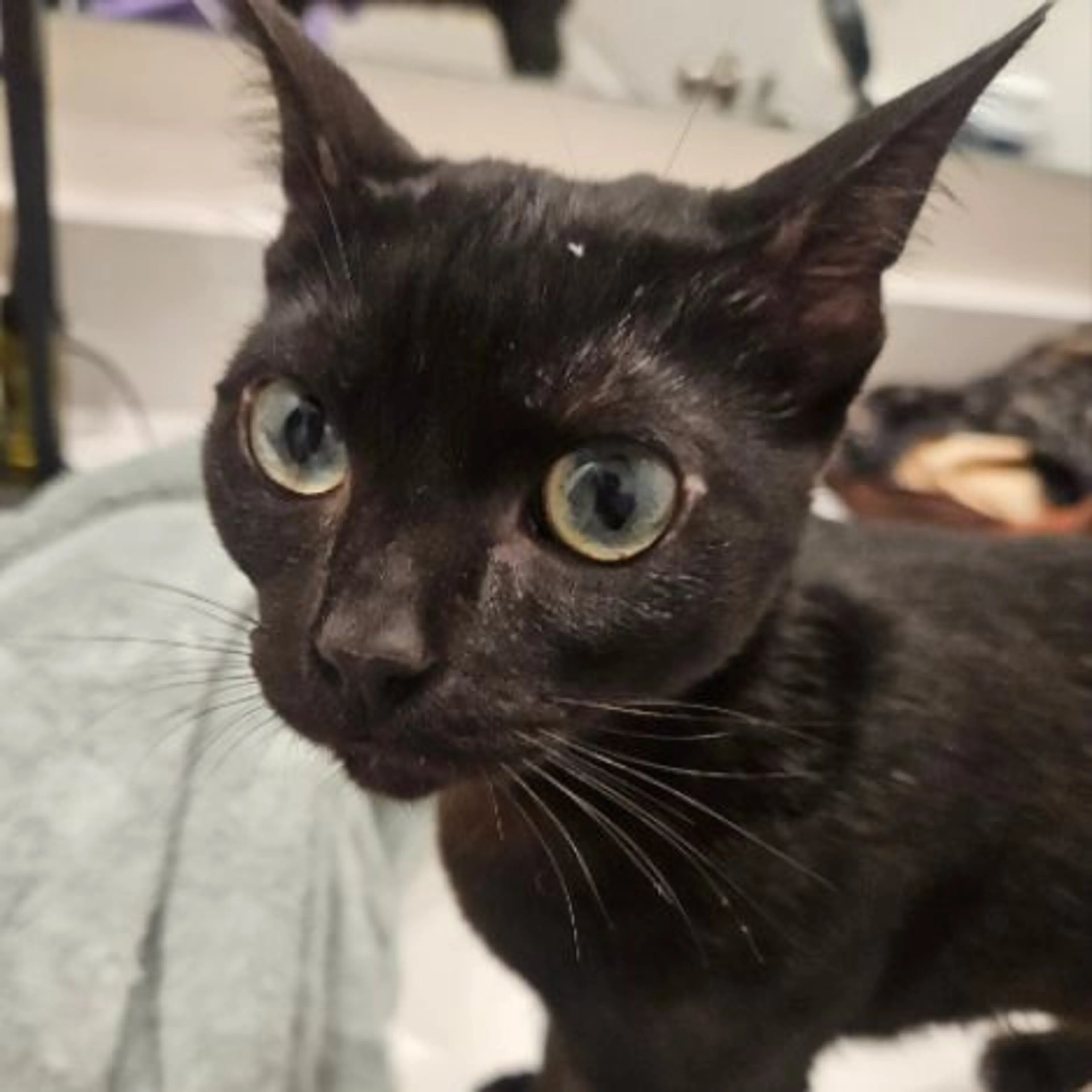 Lost pet