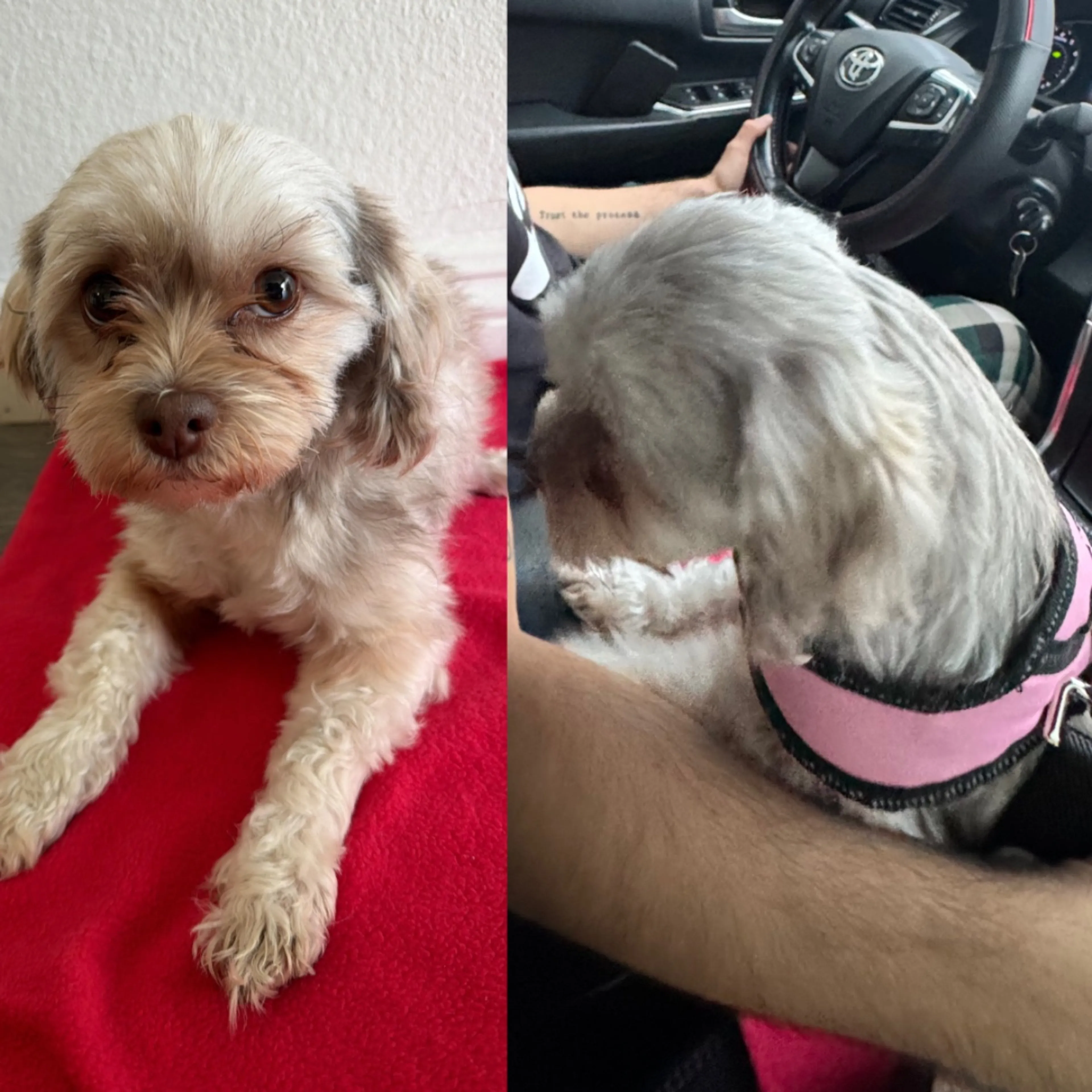 Lost pet