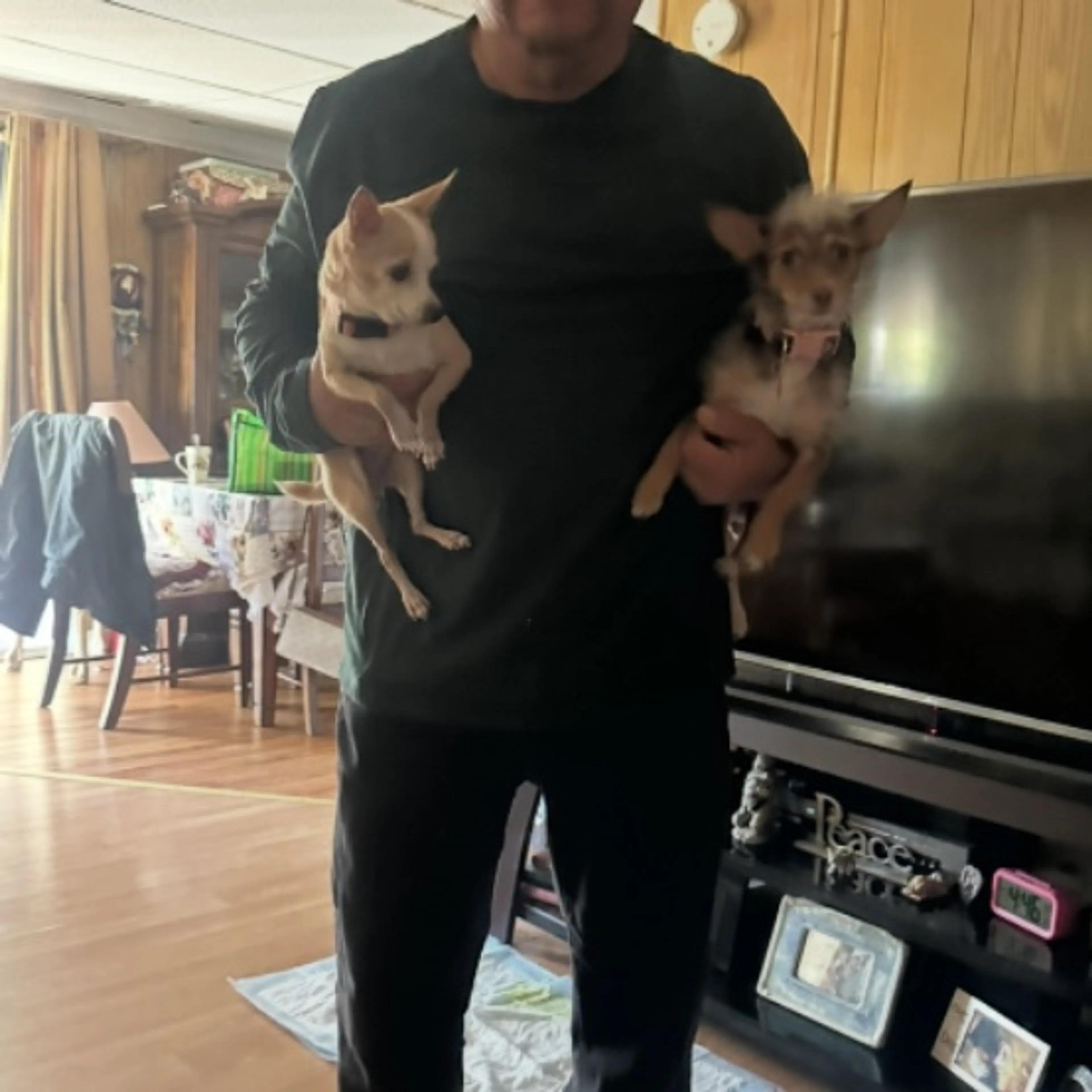 Lost pet