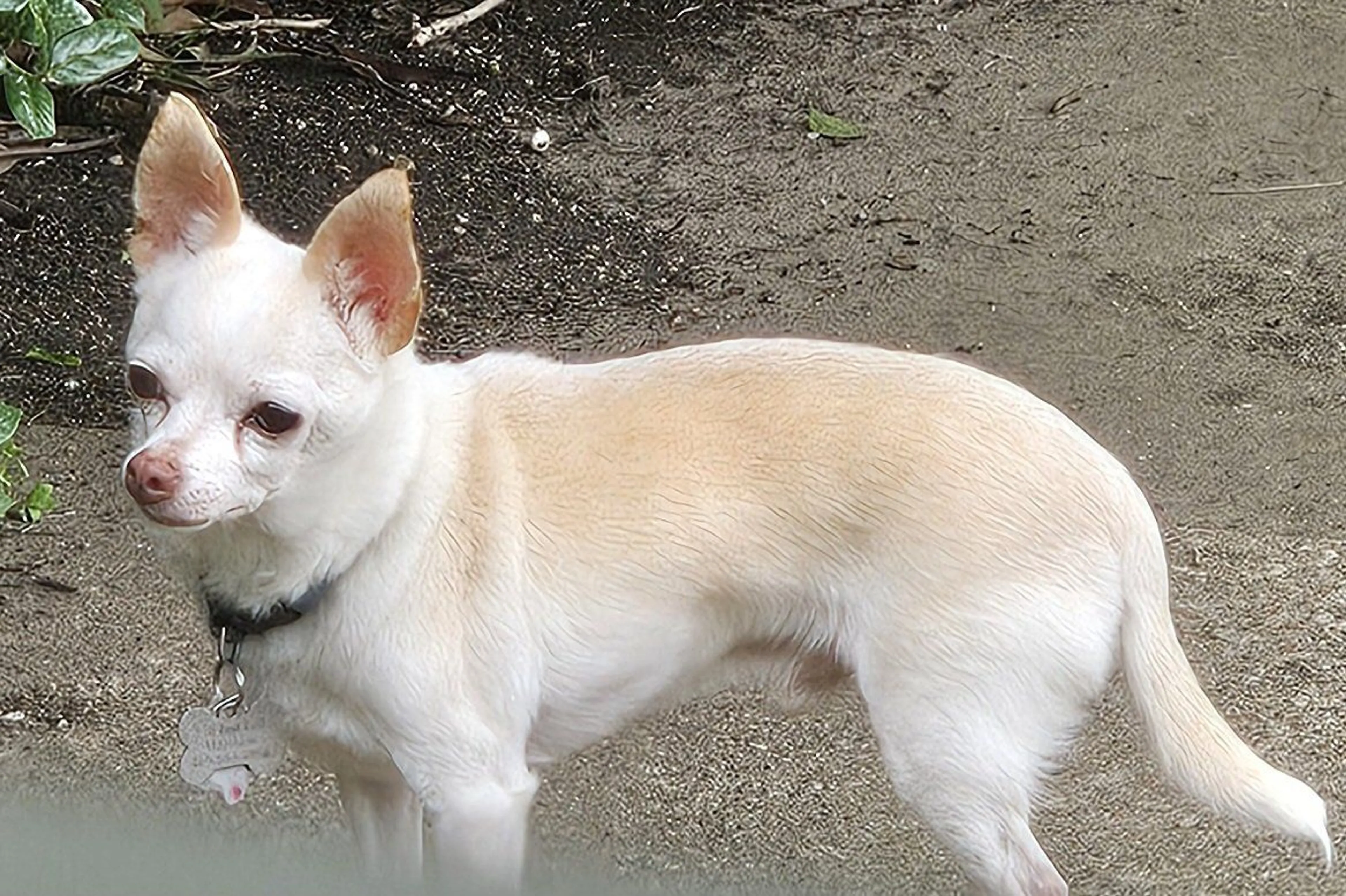 Lost pet