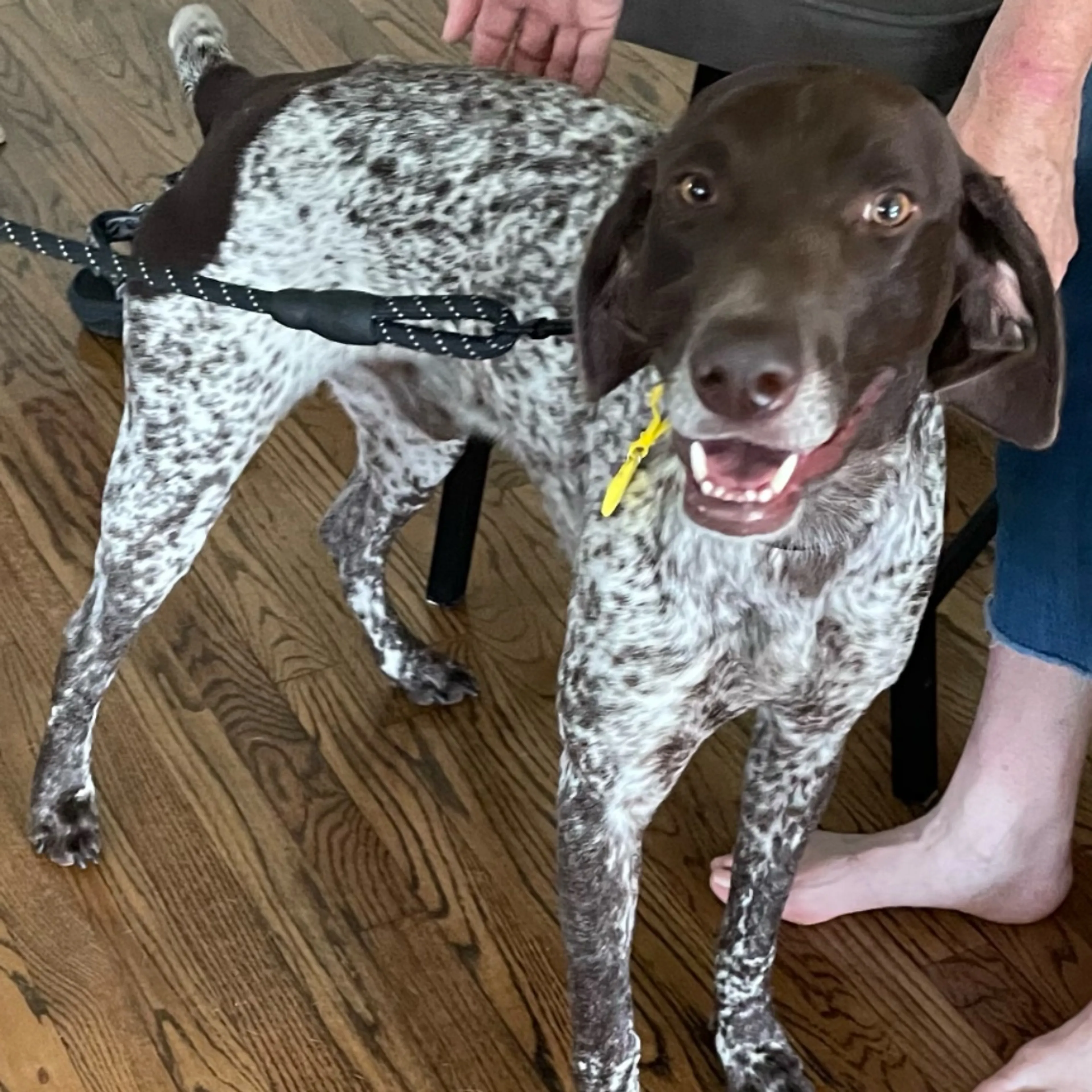 Found pet