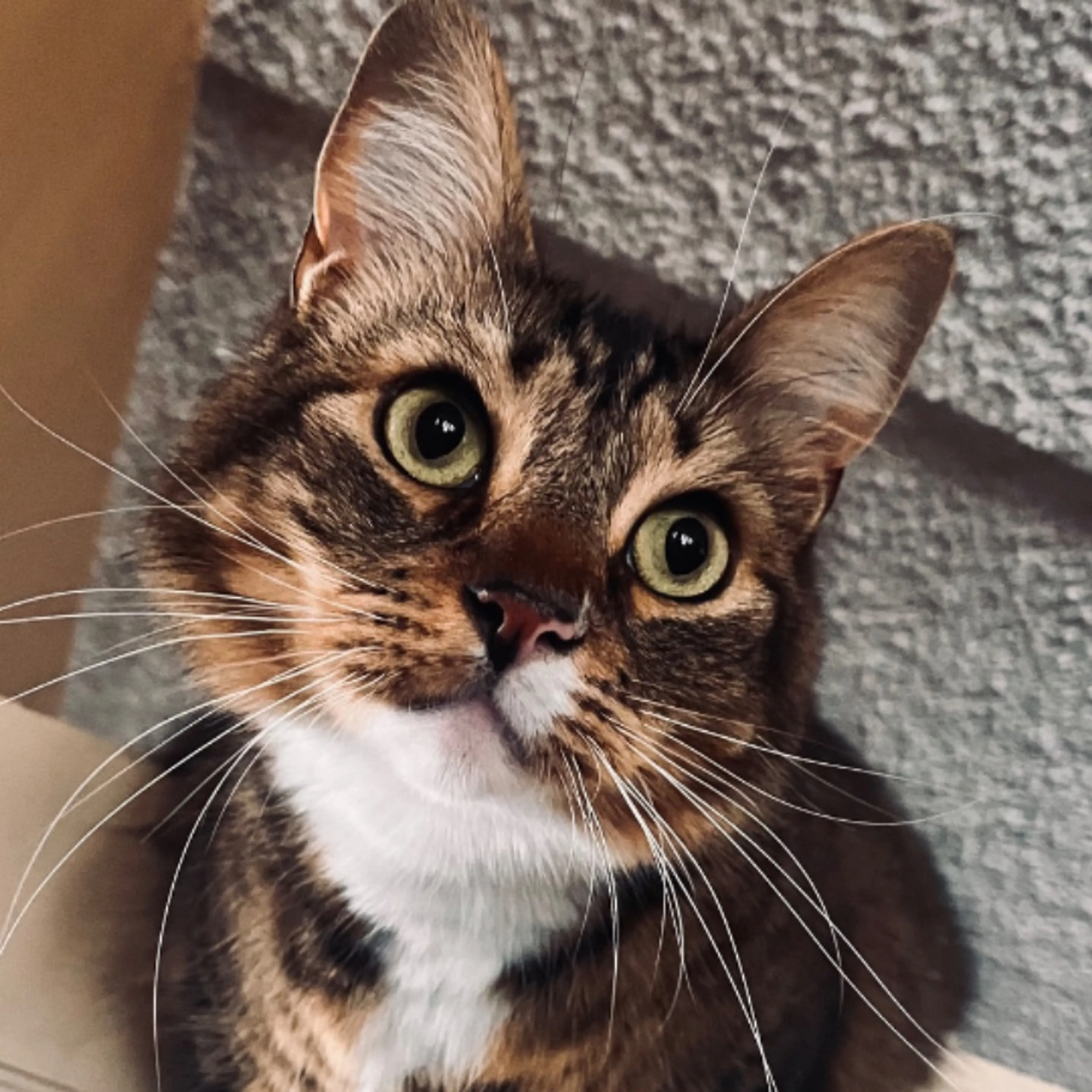 Lost pet