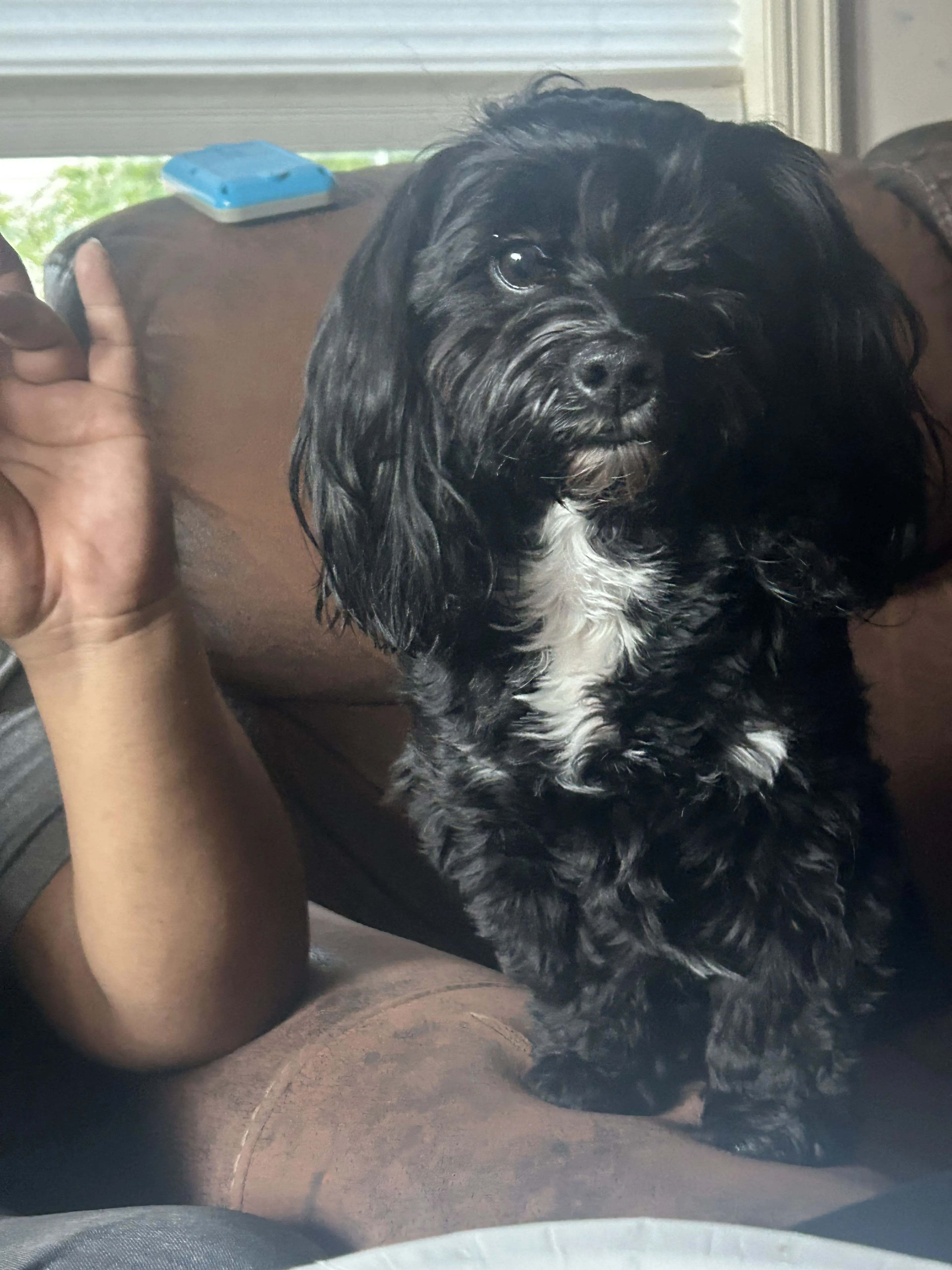 Lost pet