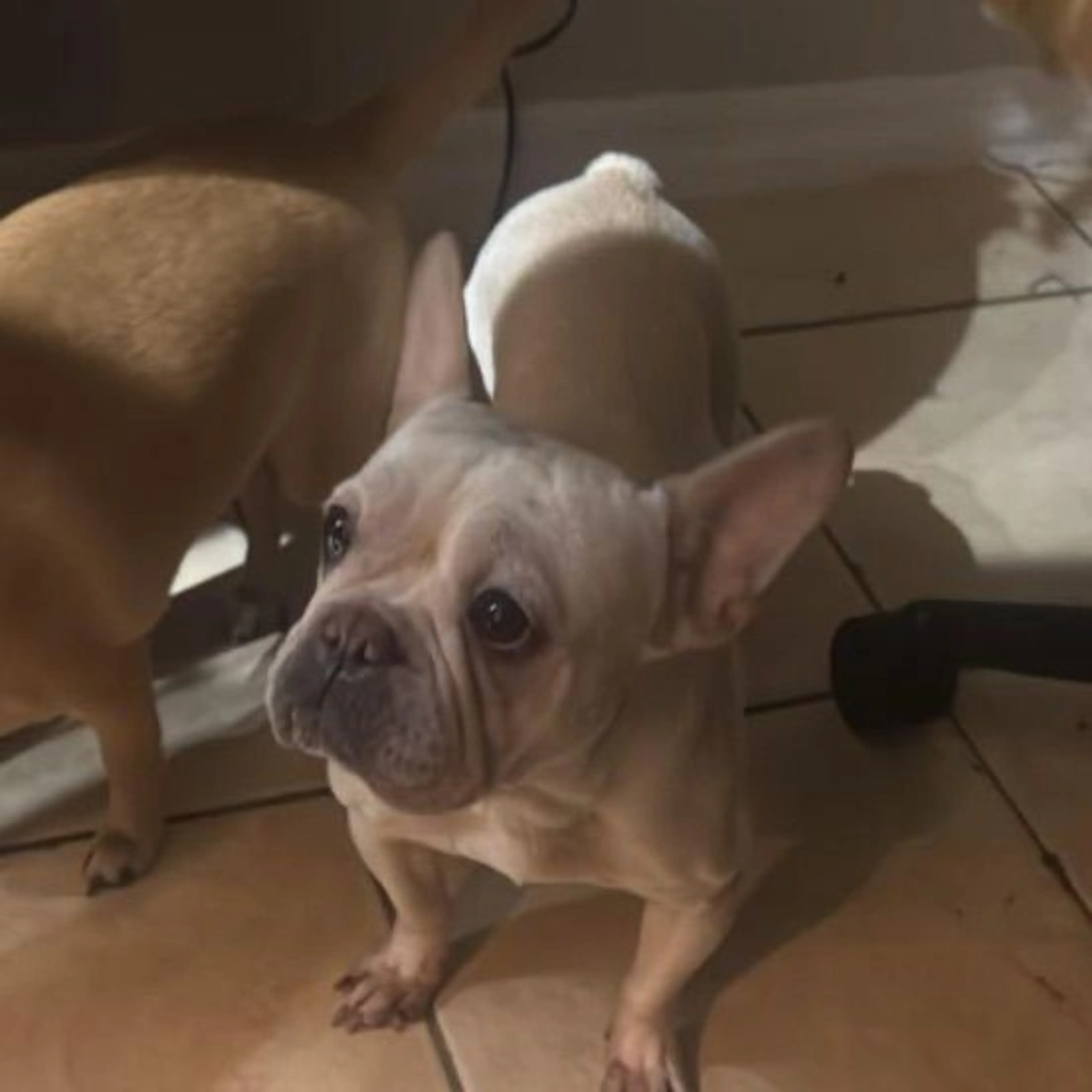 Lost pet