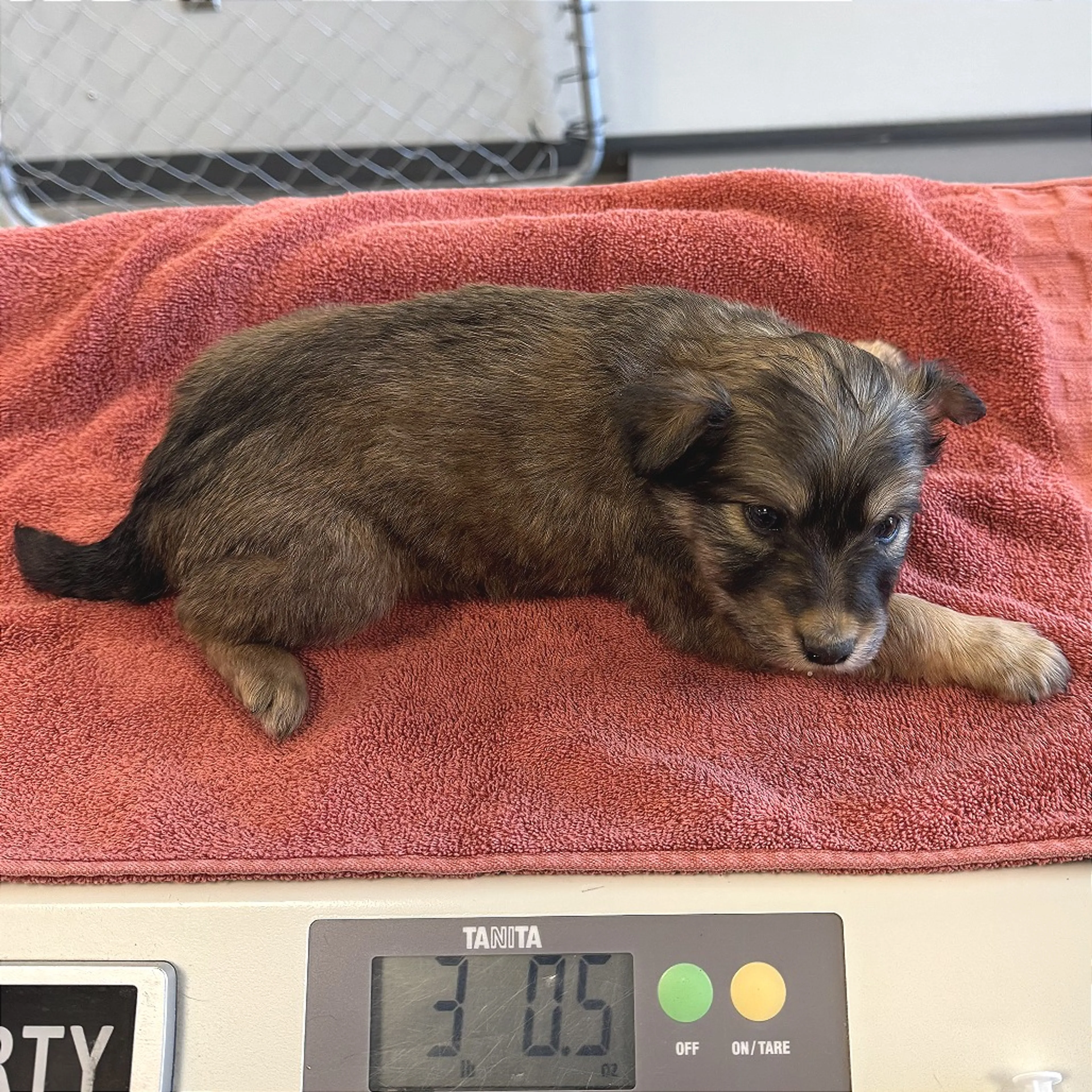 Found pet-1