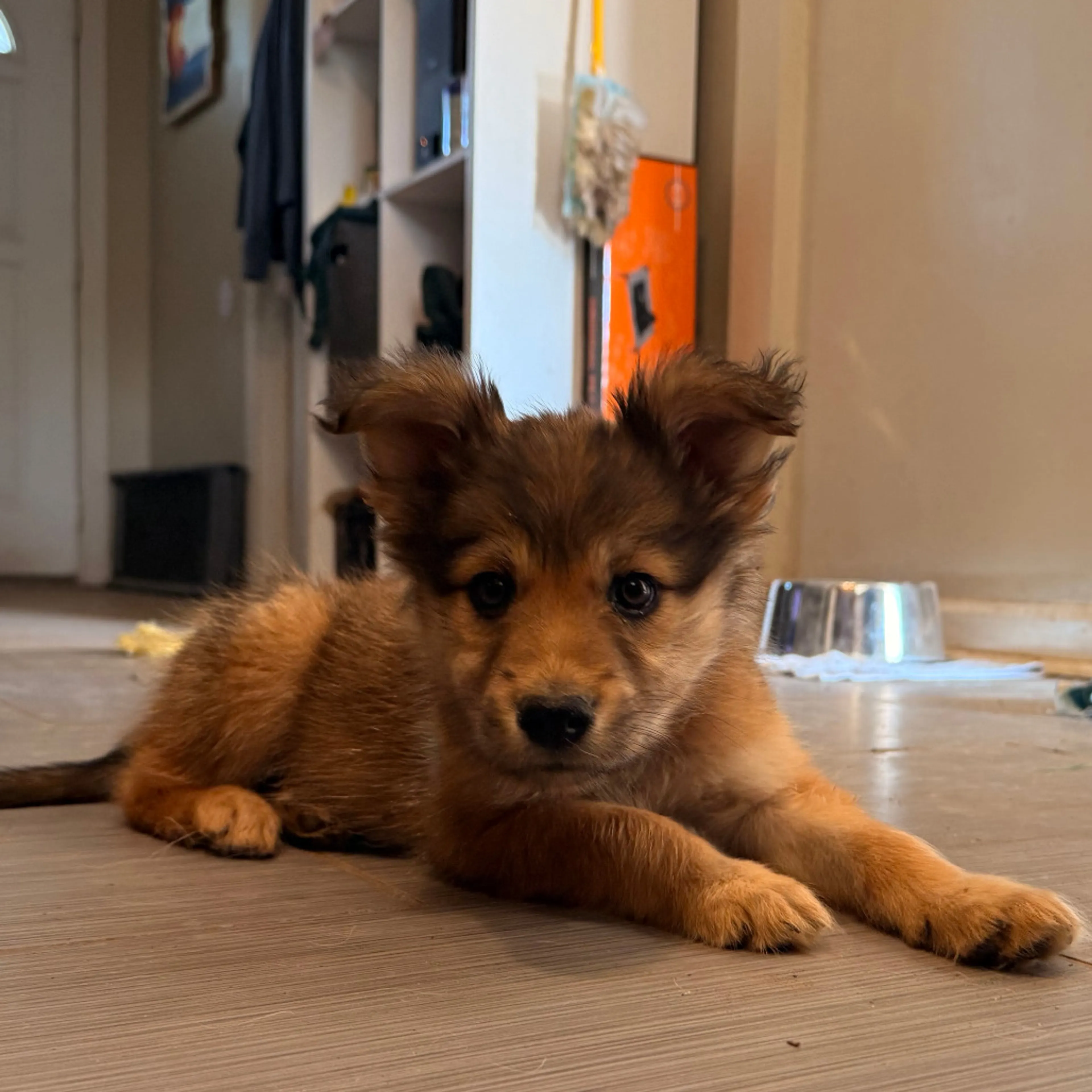 Found pet-7