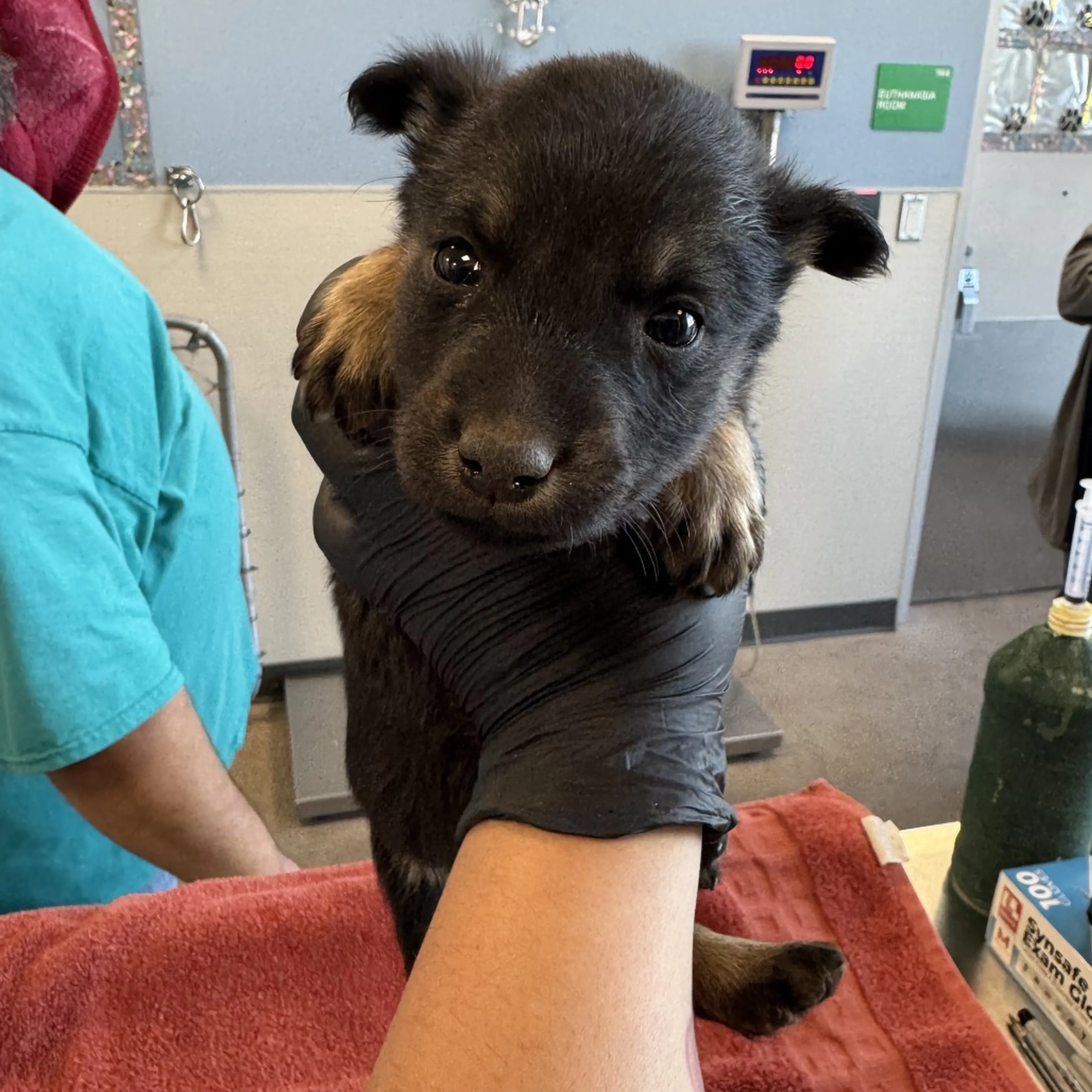Found pet-2