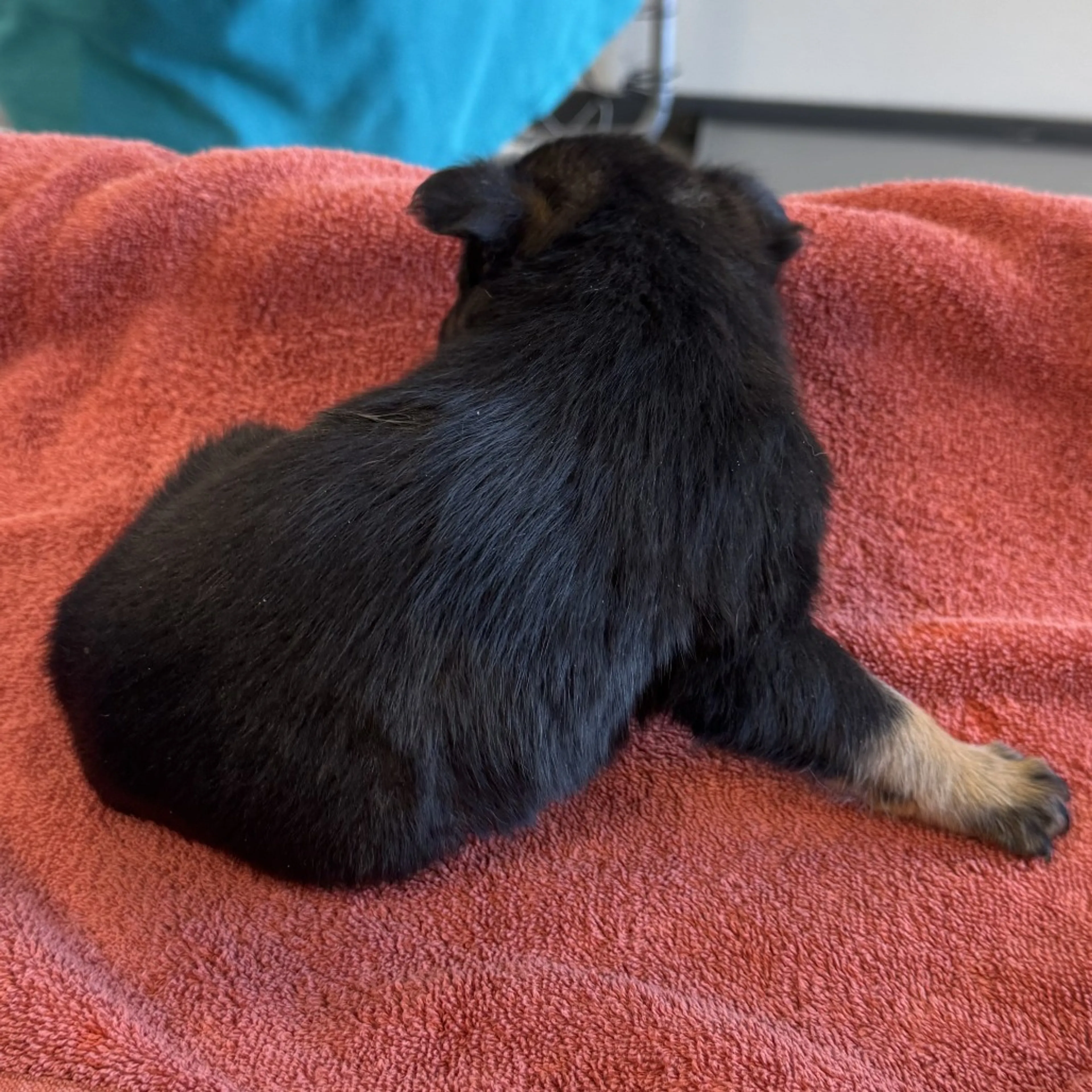 Found pet-1