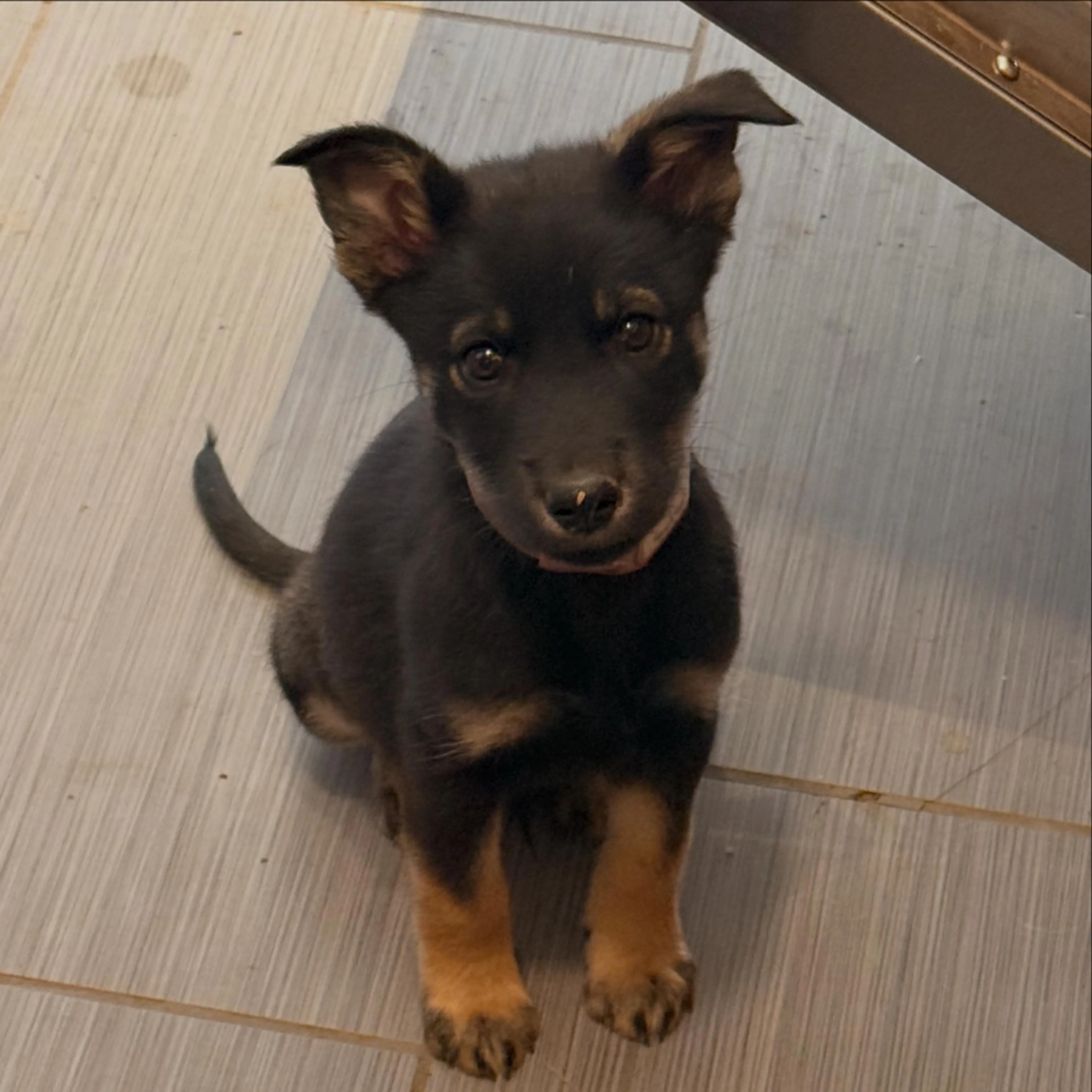 Found pet-8