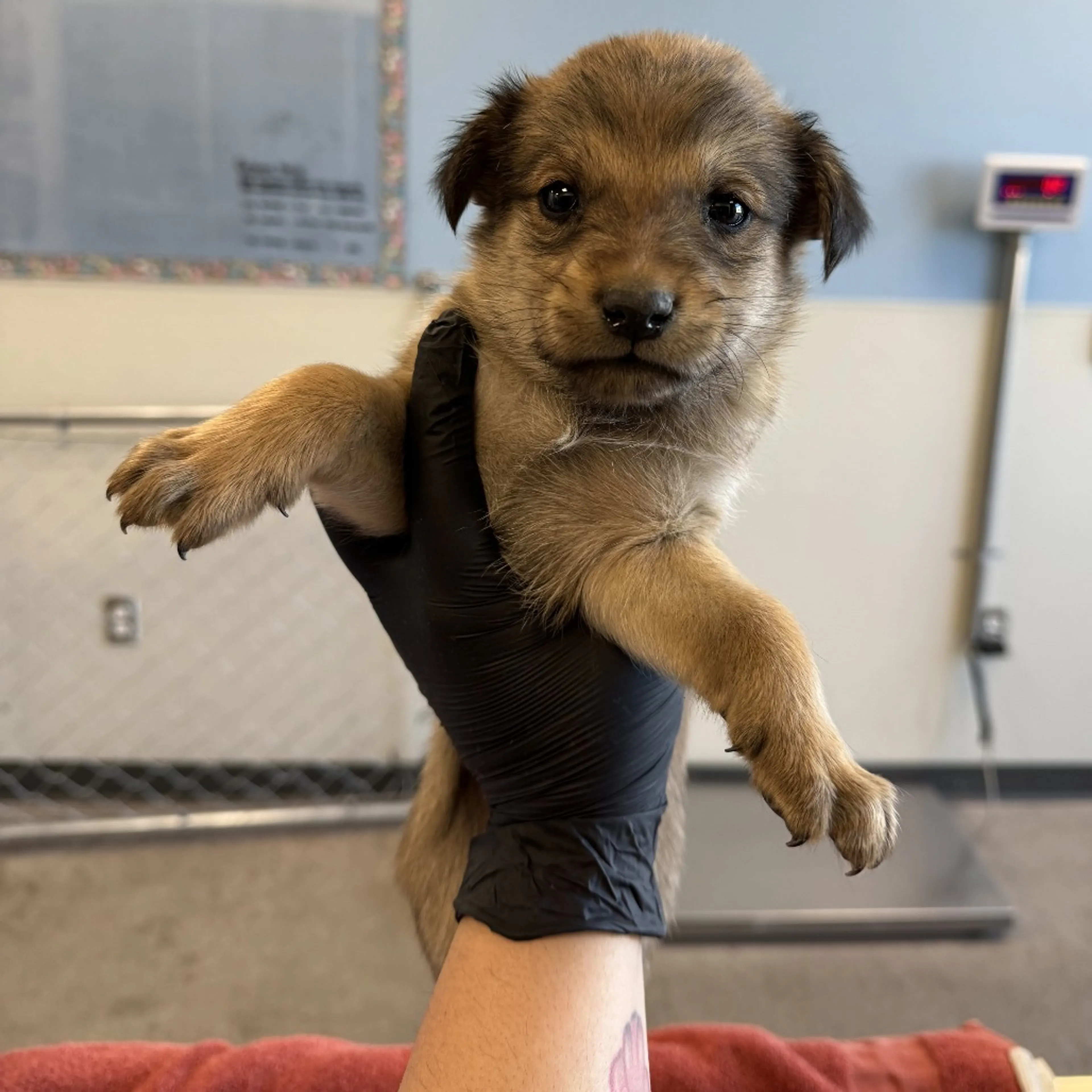 Found pet-2