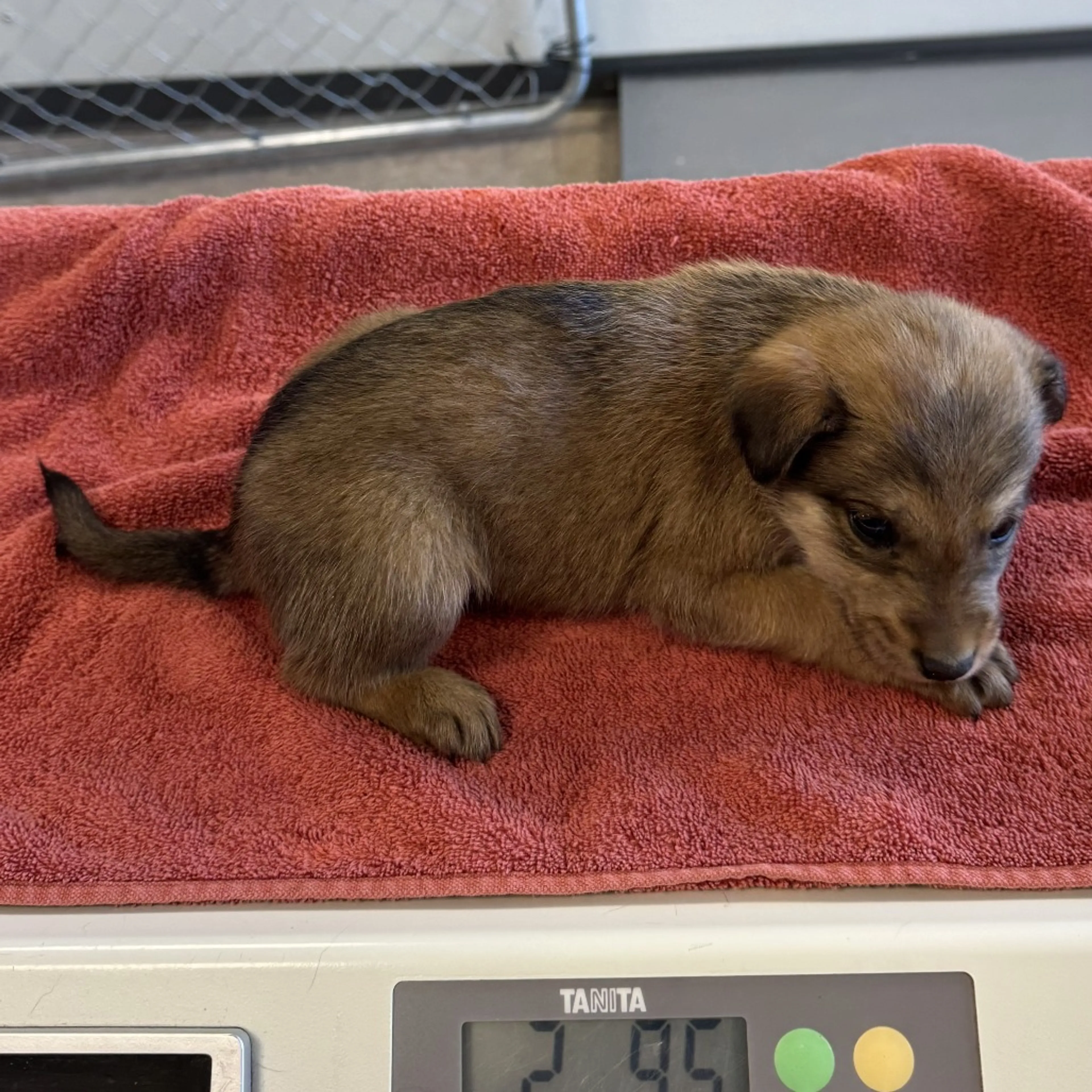 Found pet-1