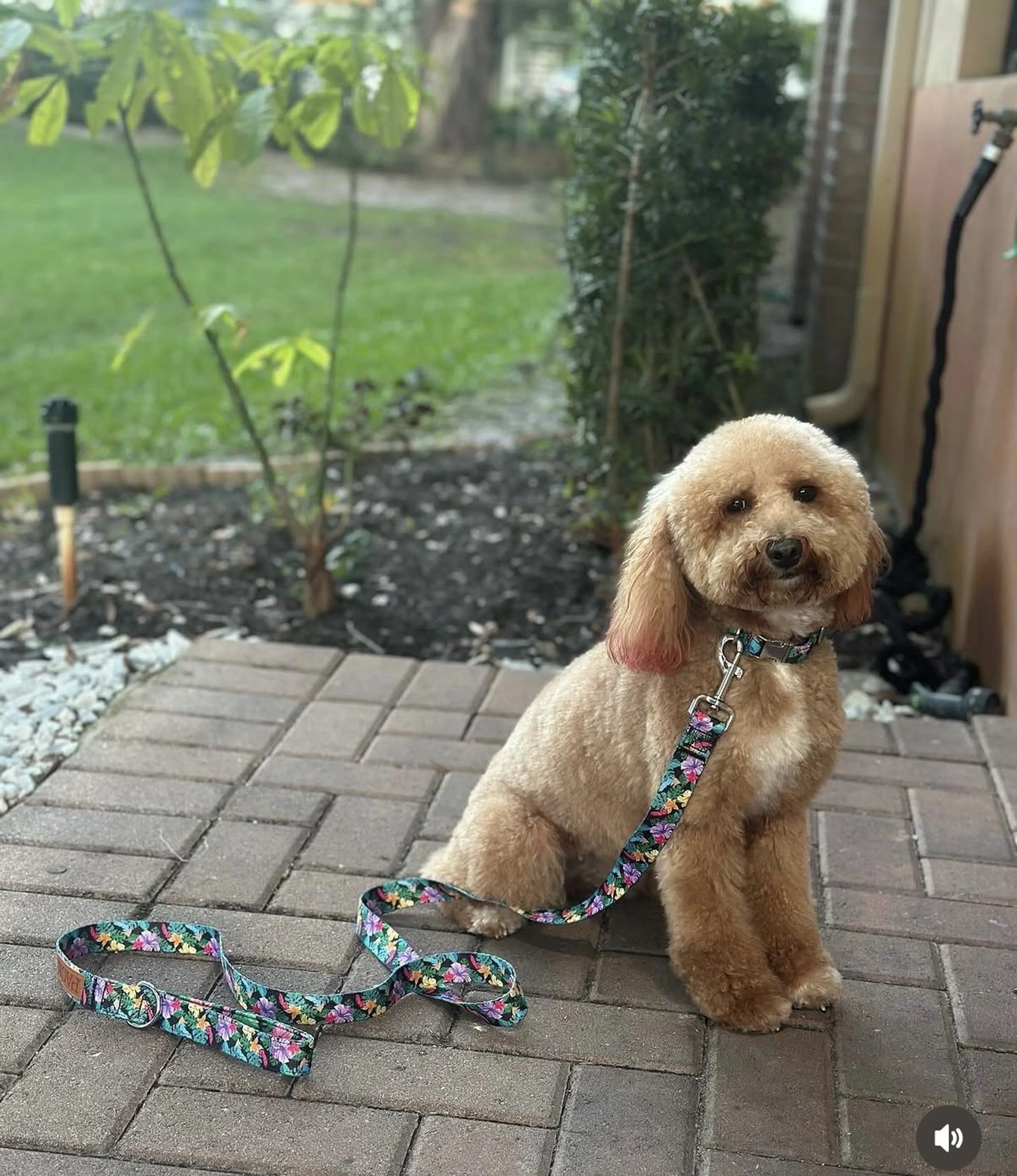 Lost pet-0
