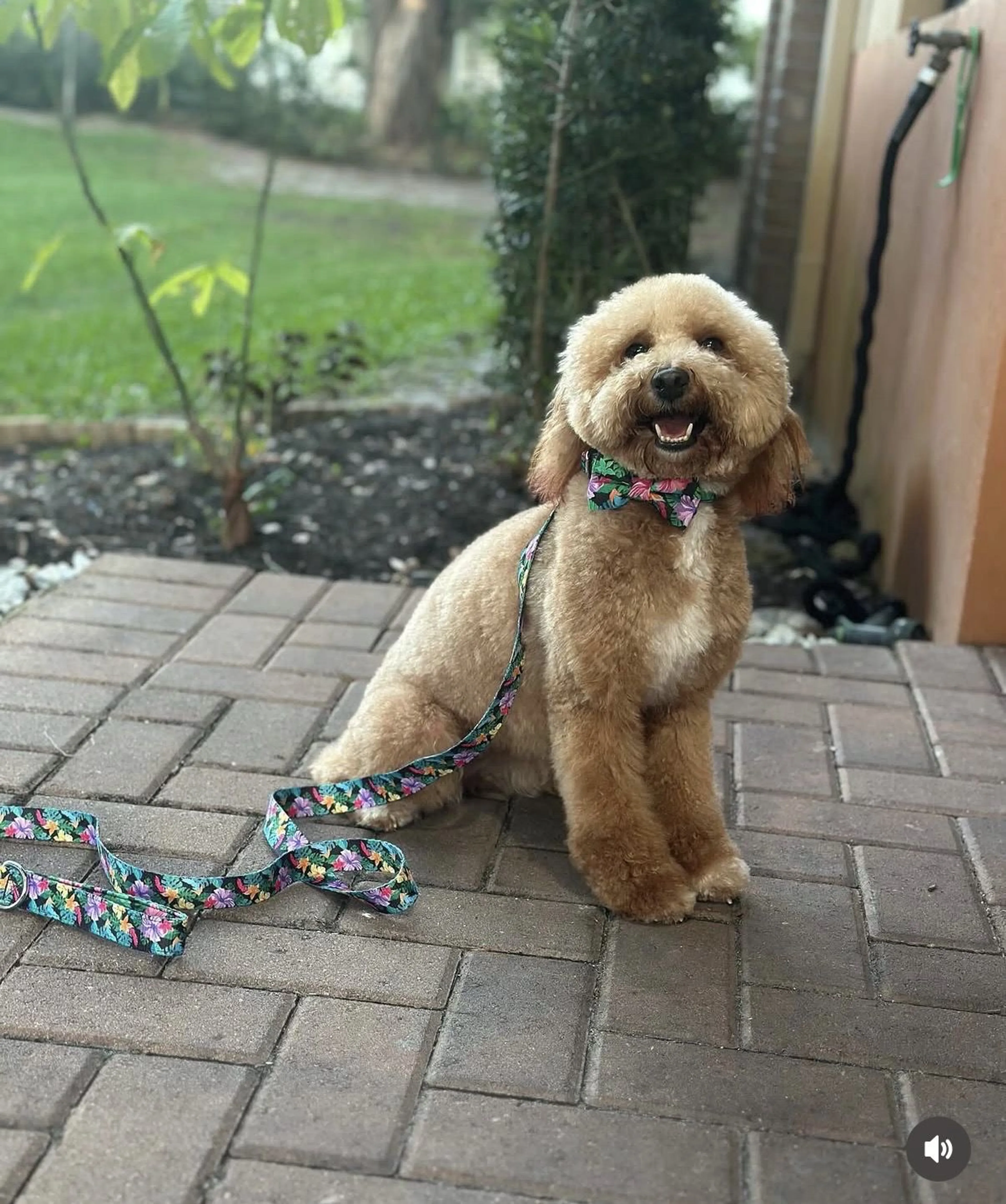 Lost pet-1