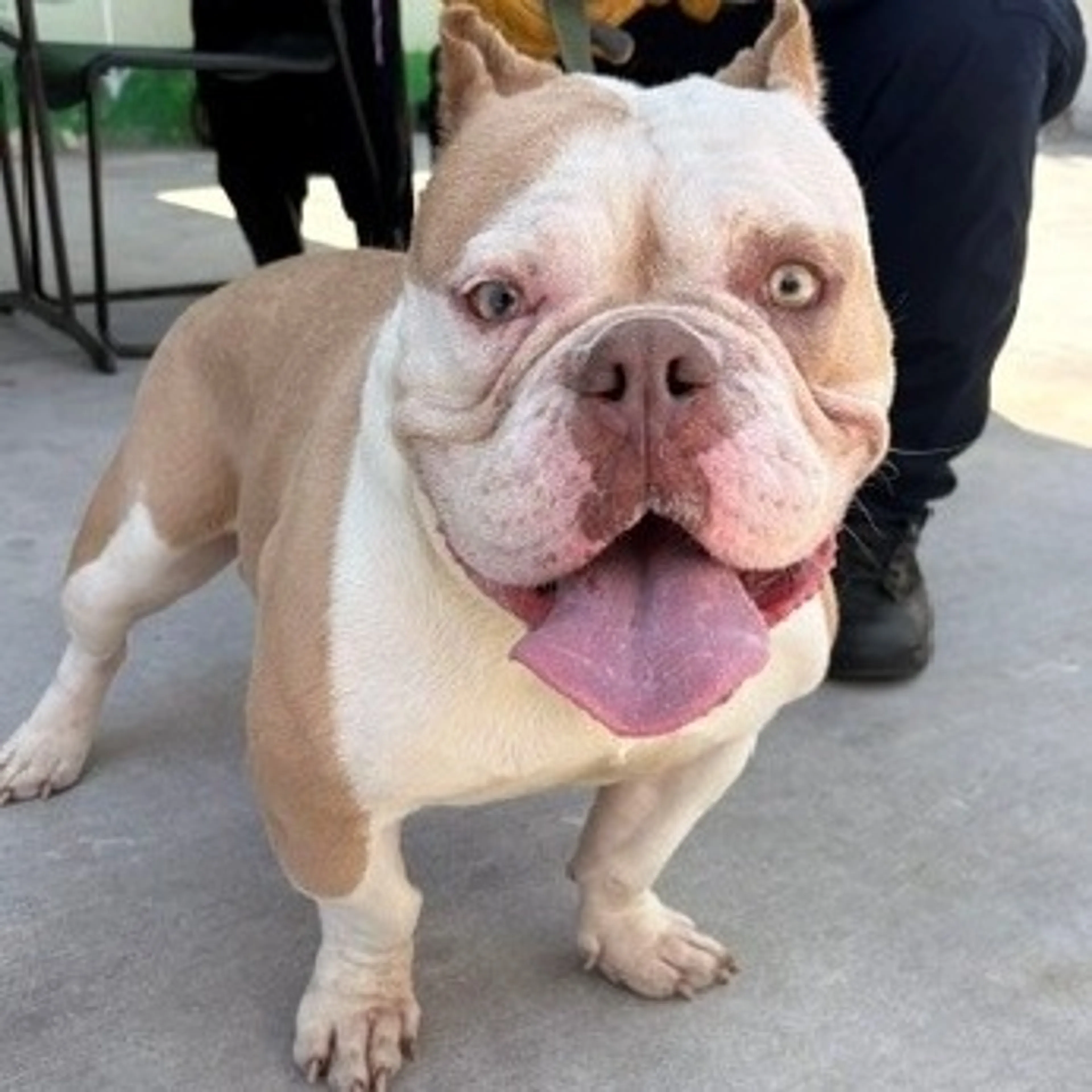 Found pet