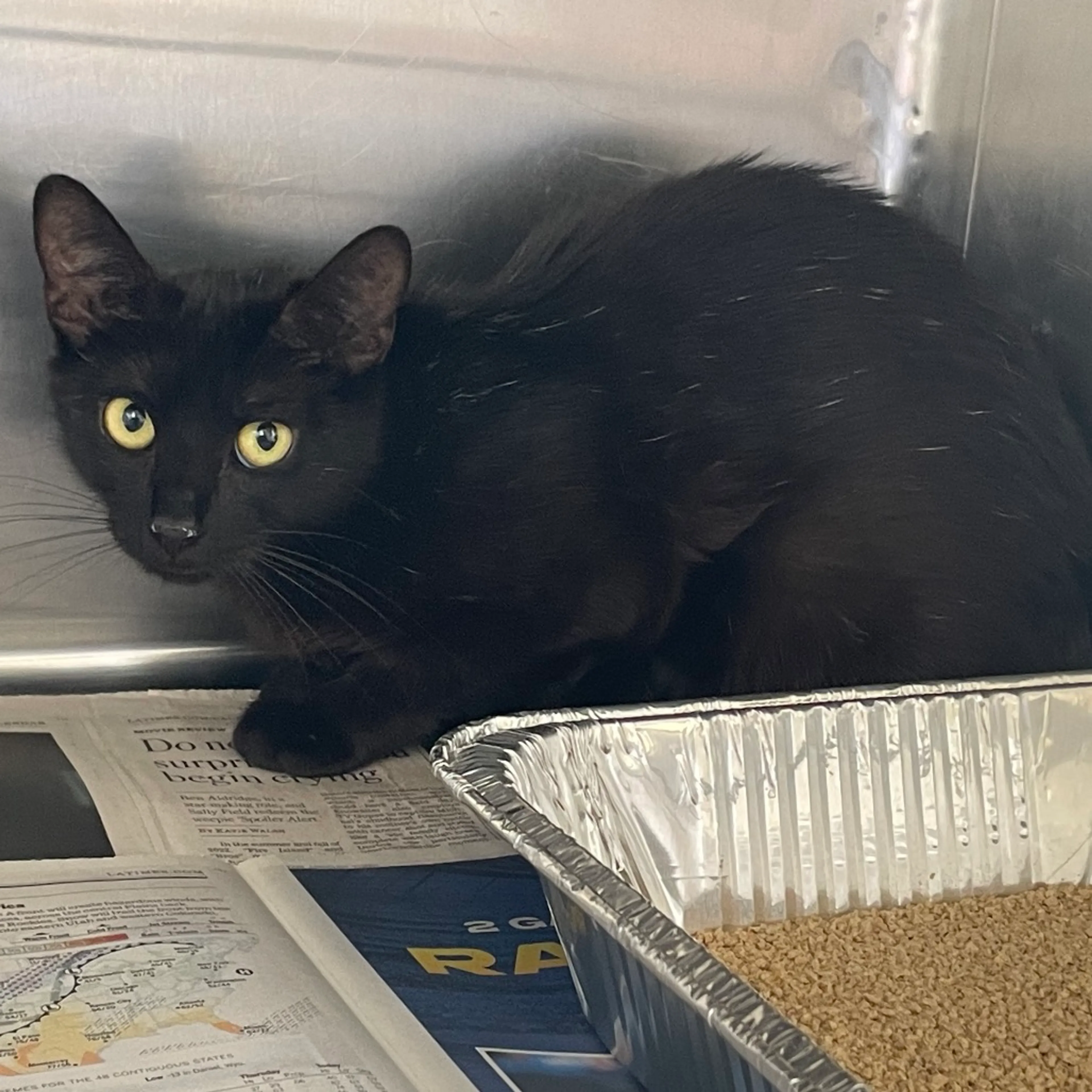 Found pet