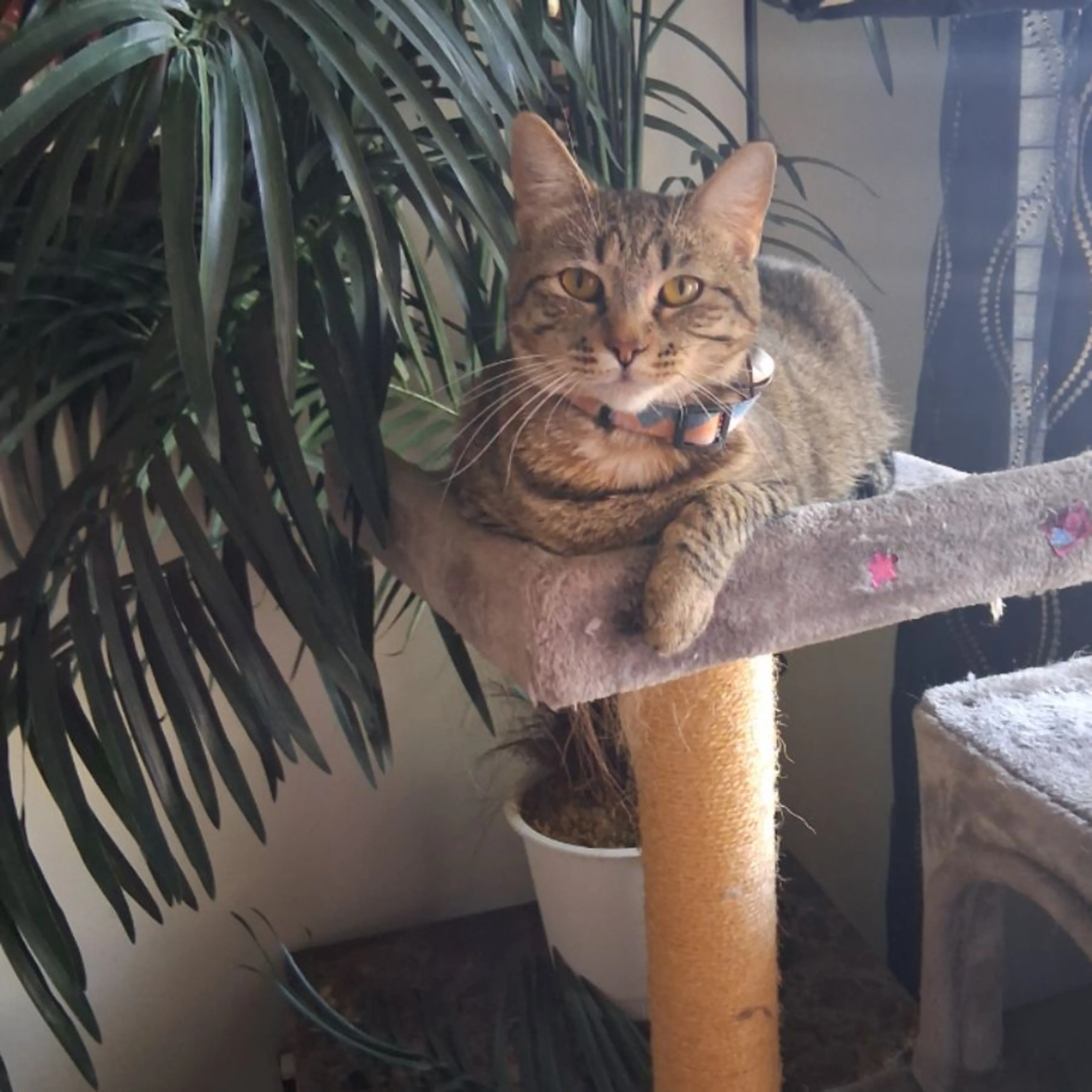 Lost pet