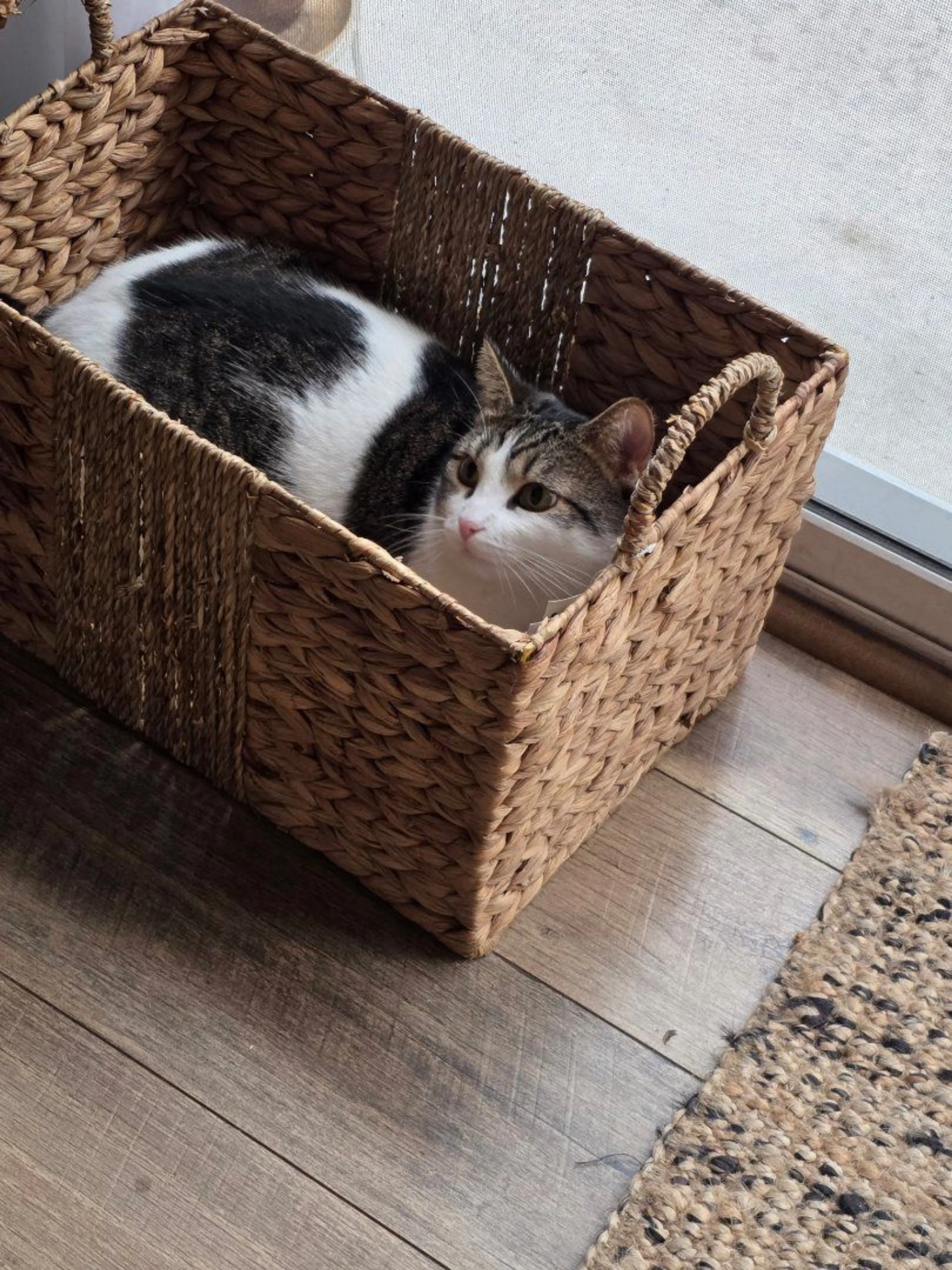 Lost pet-0
