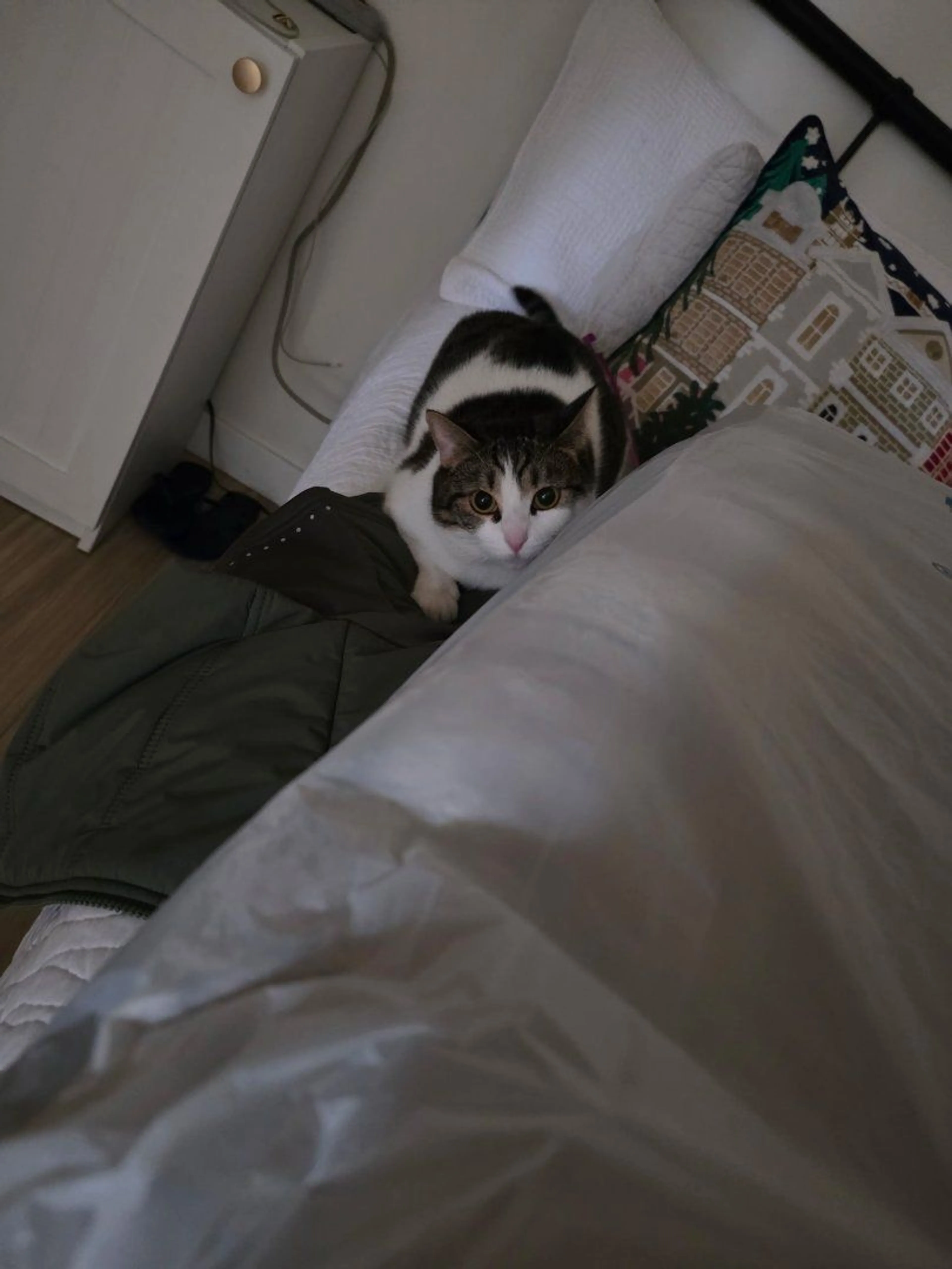 Lost pet-1