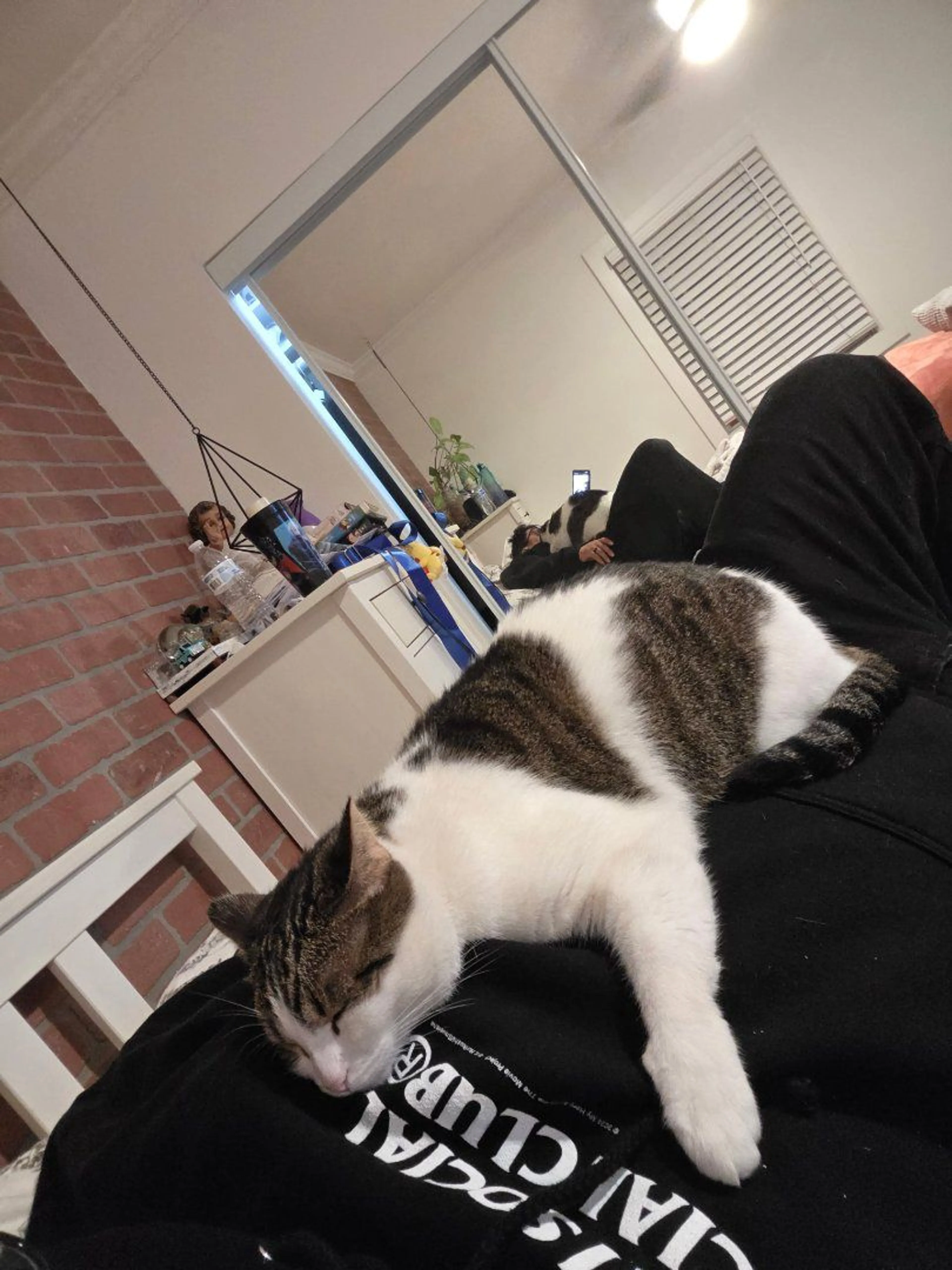 Lost pet-2