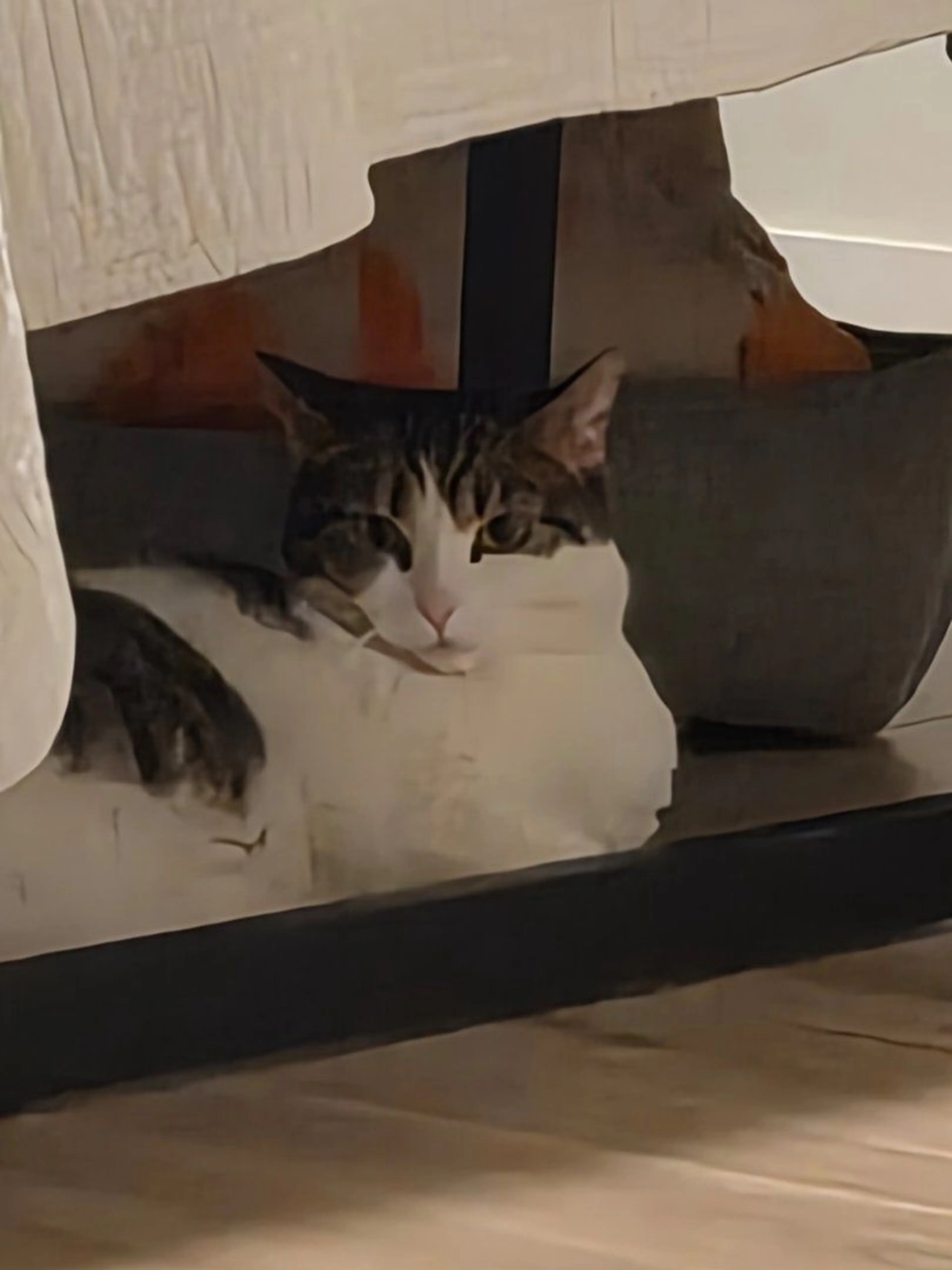 Lost pet-3