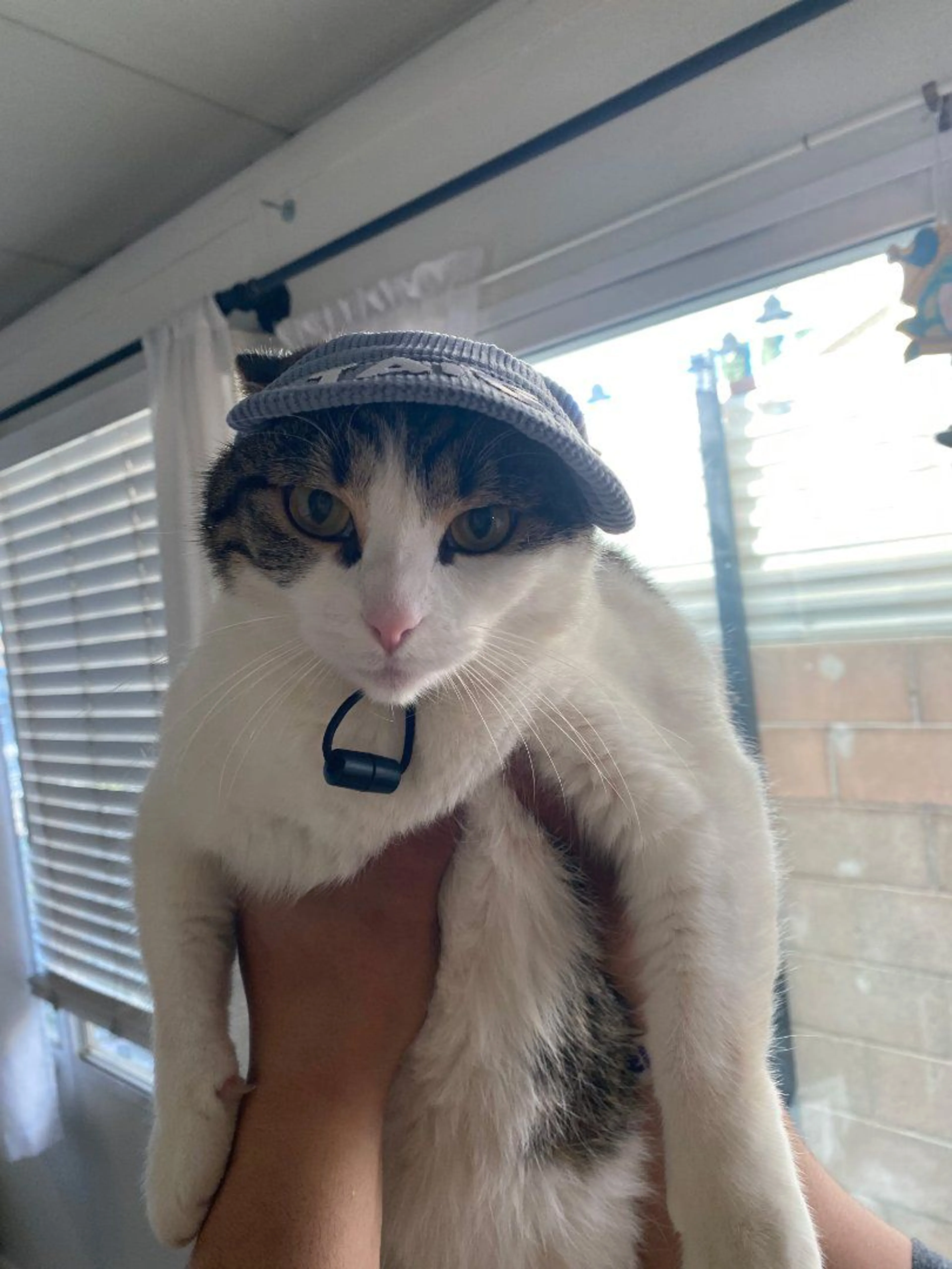 Lost pet-4