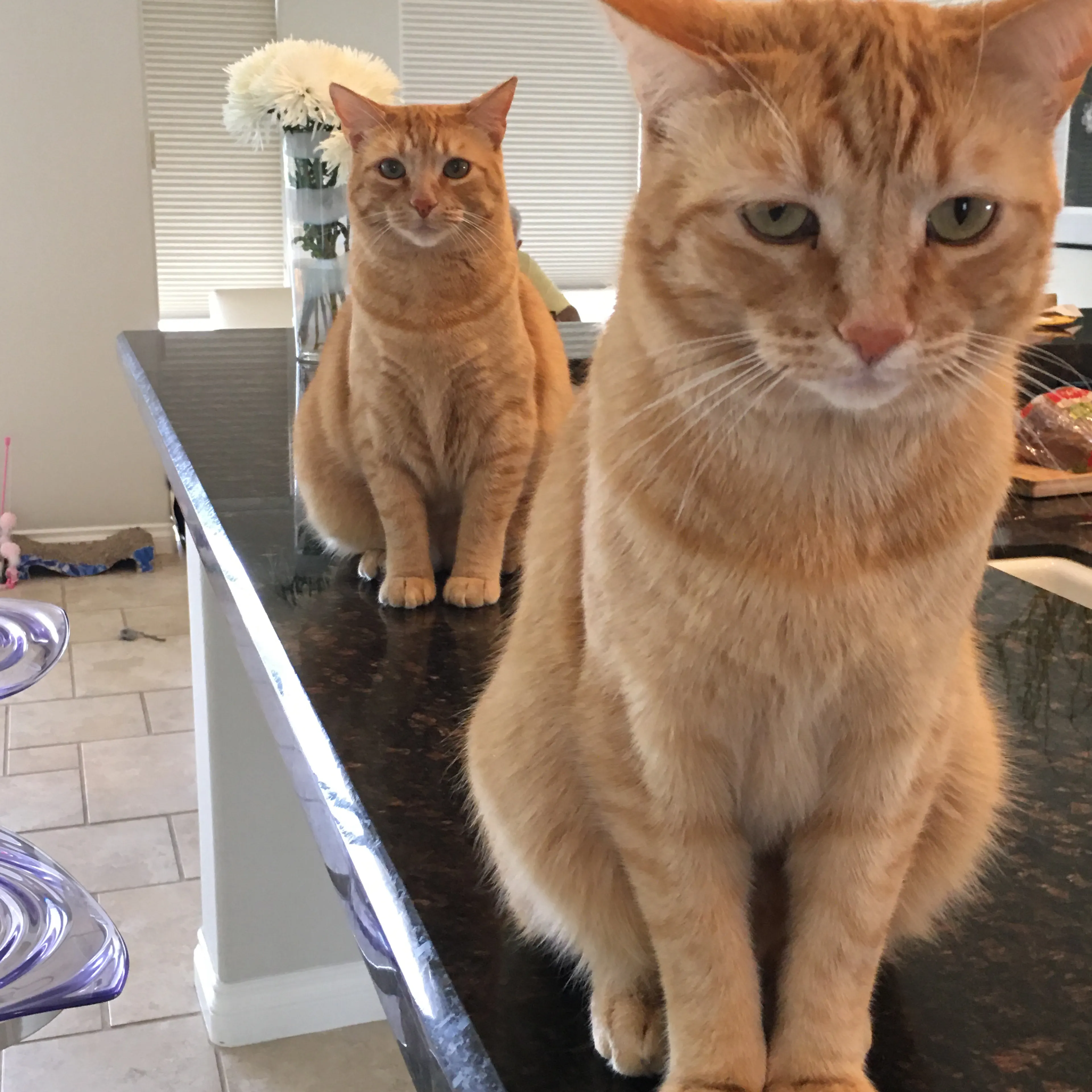 Lost pet-2