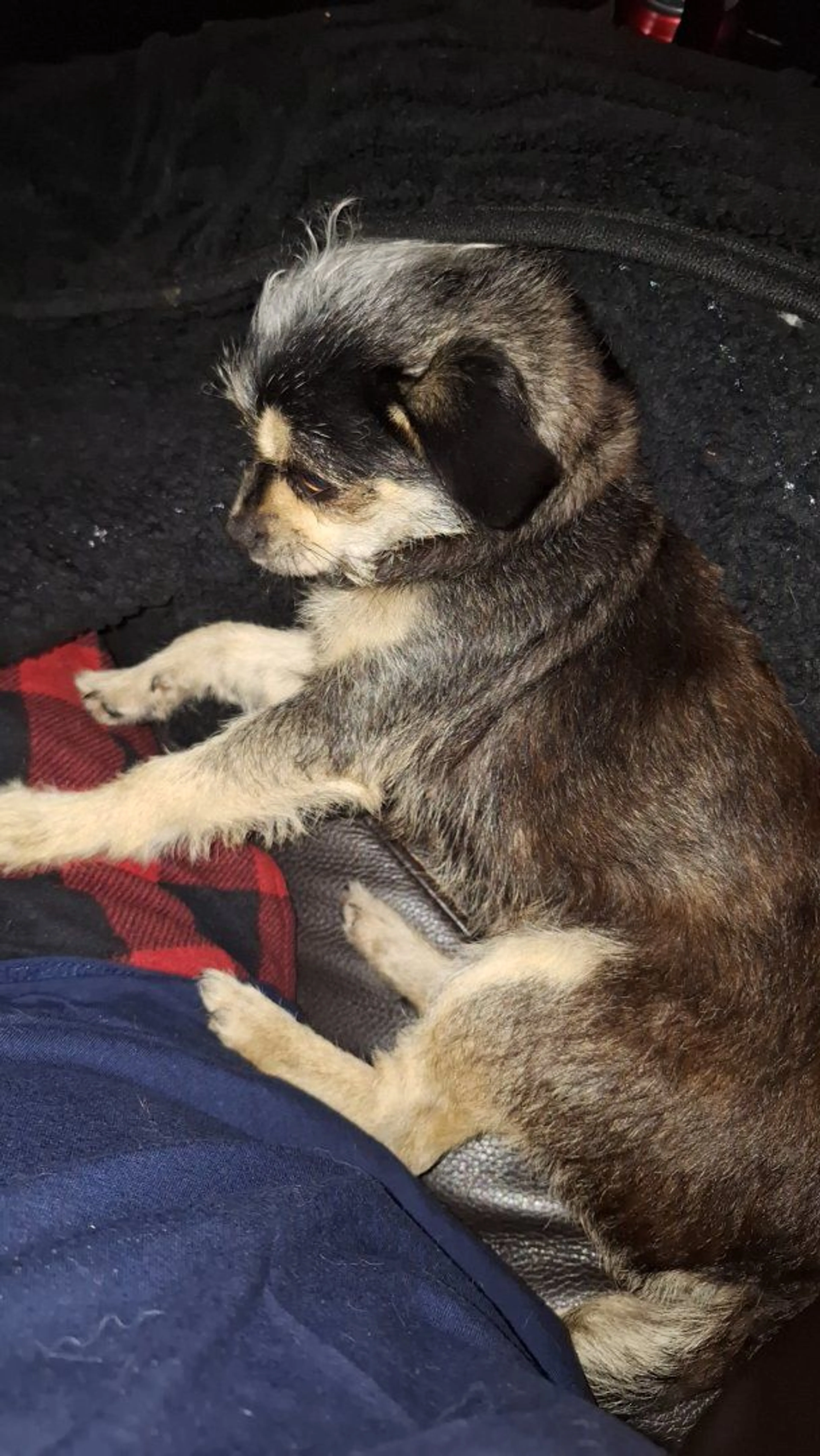 Lost pet-1