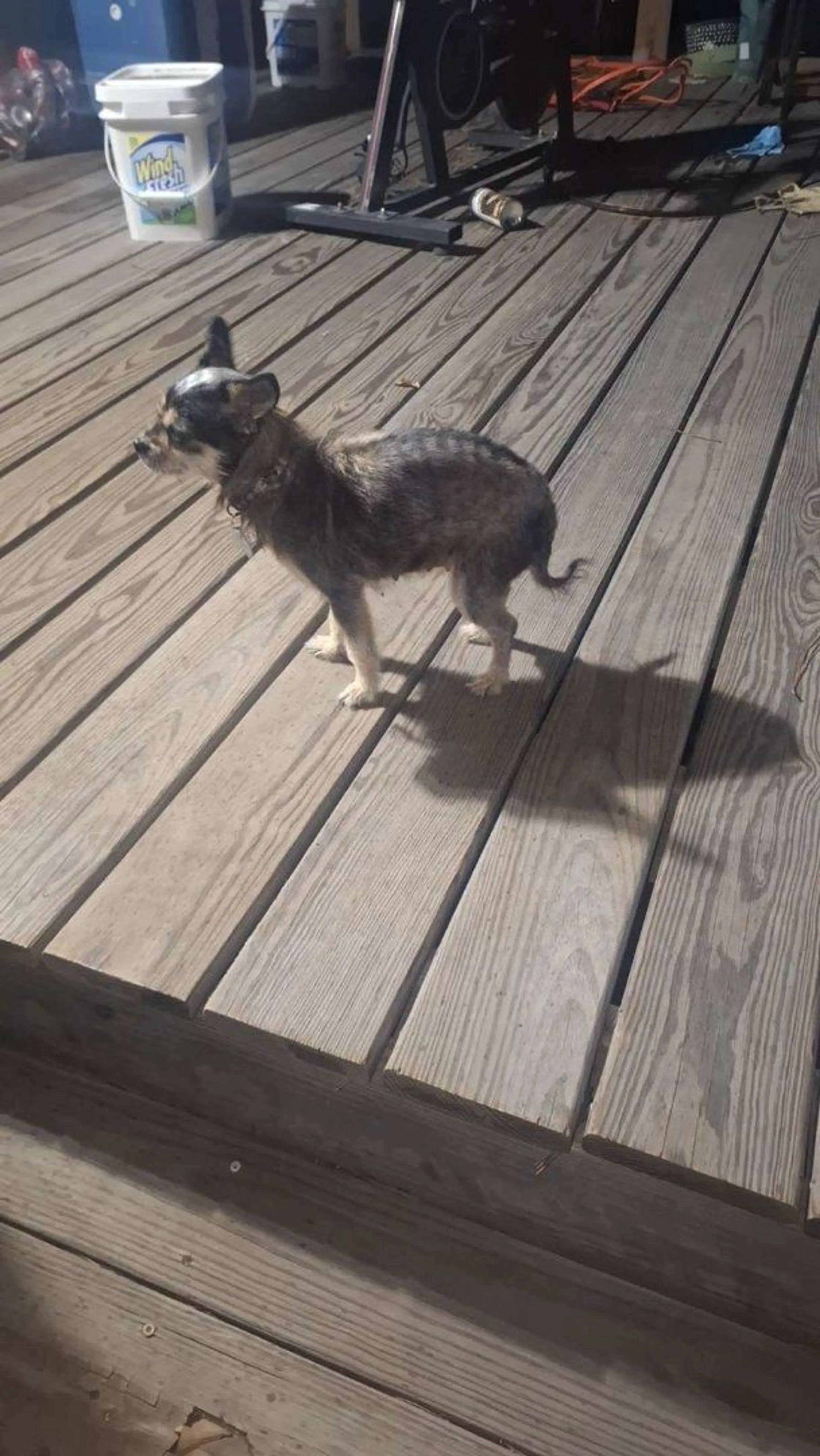 Lost pet-3