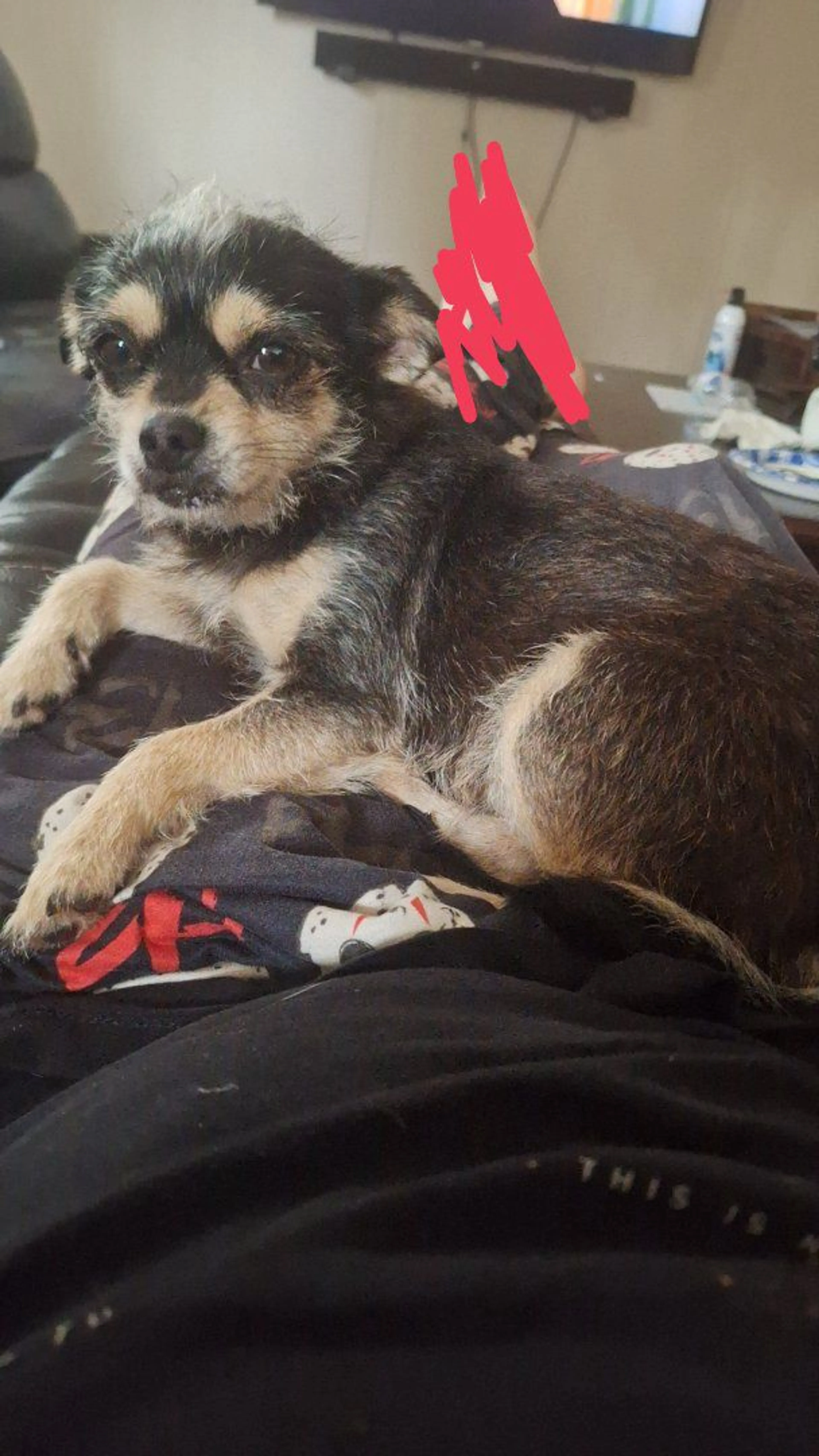 Lost pet-0