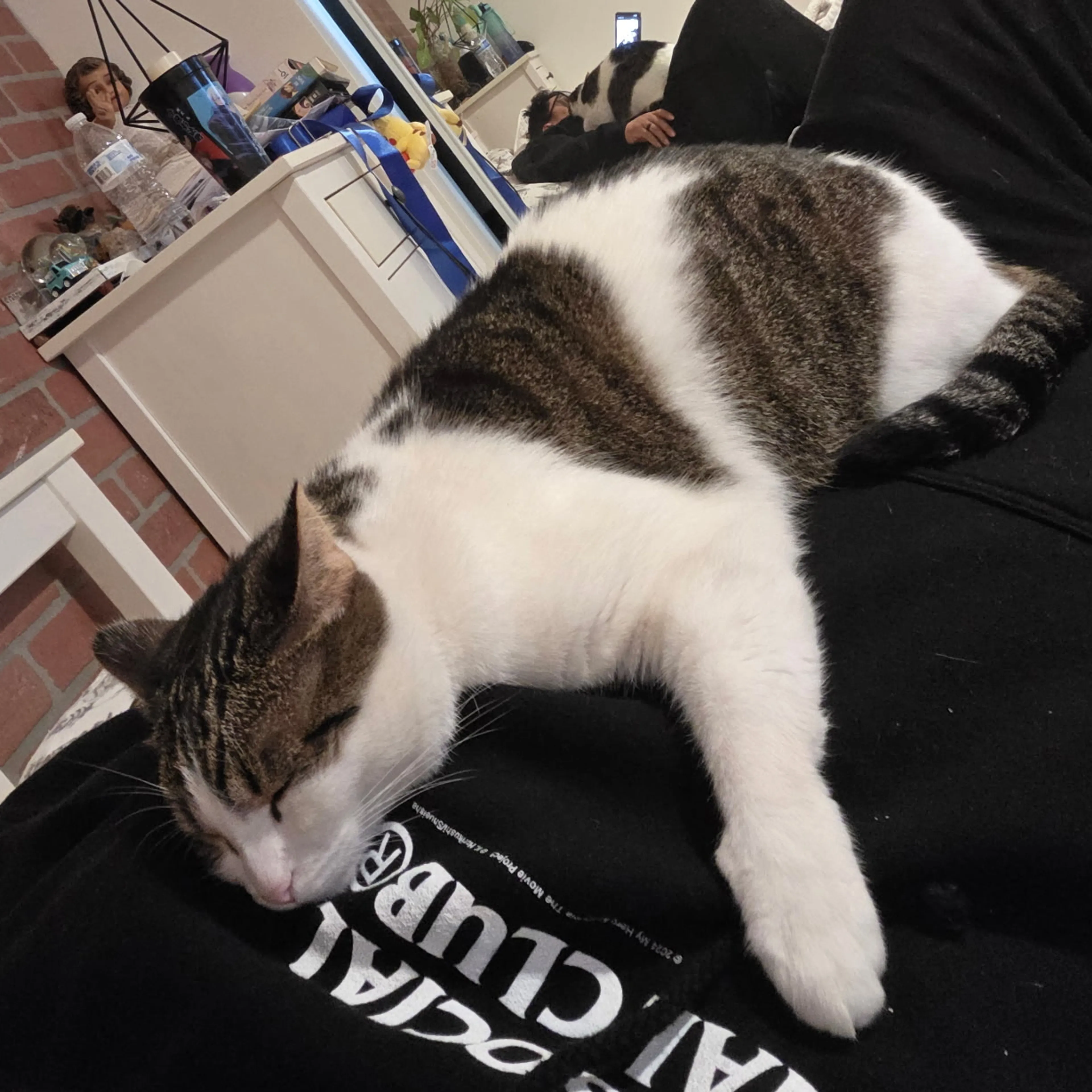 Lost pet-1
