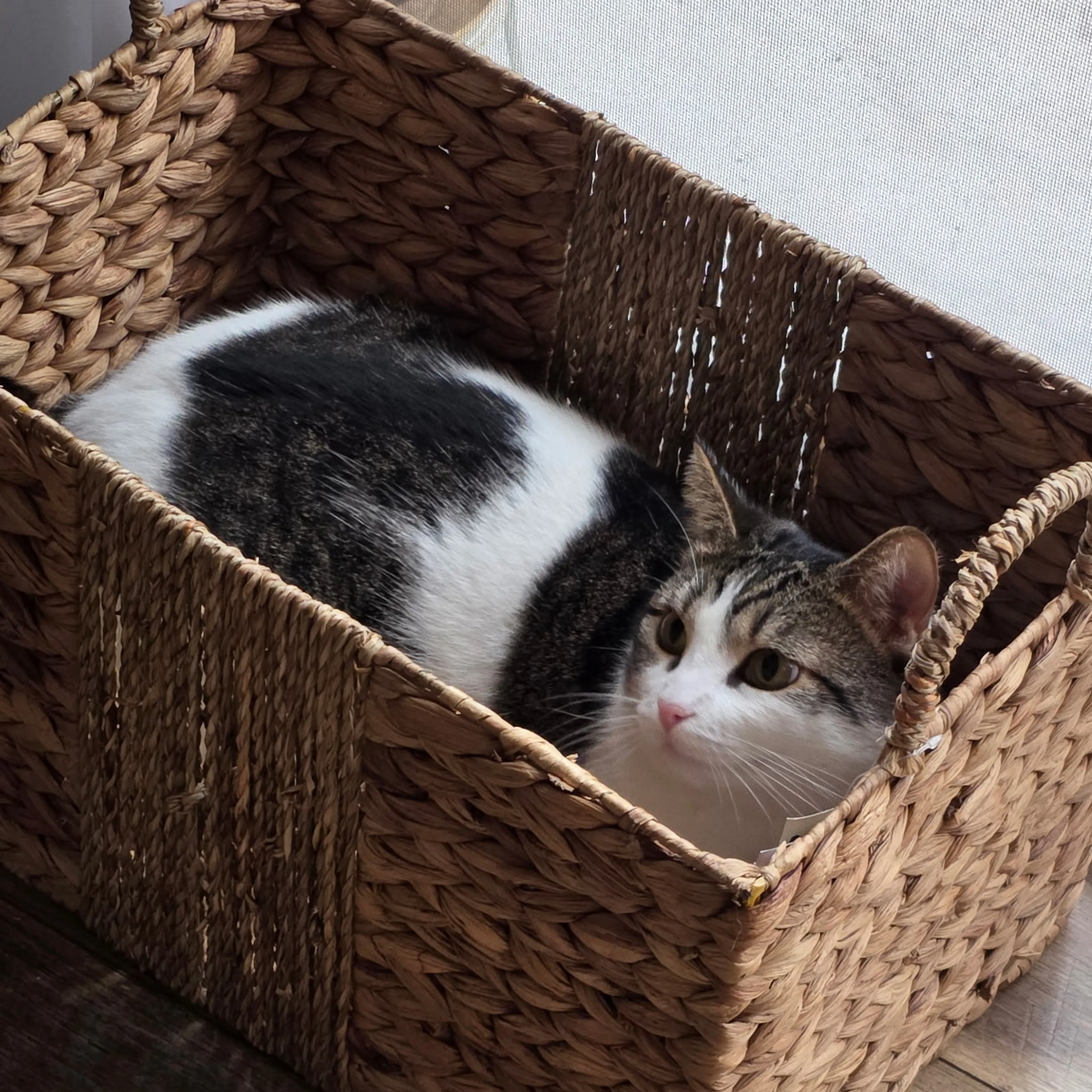 Lost pet-0