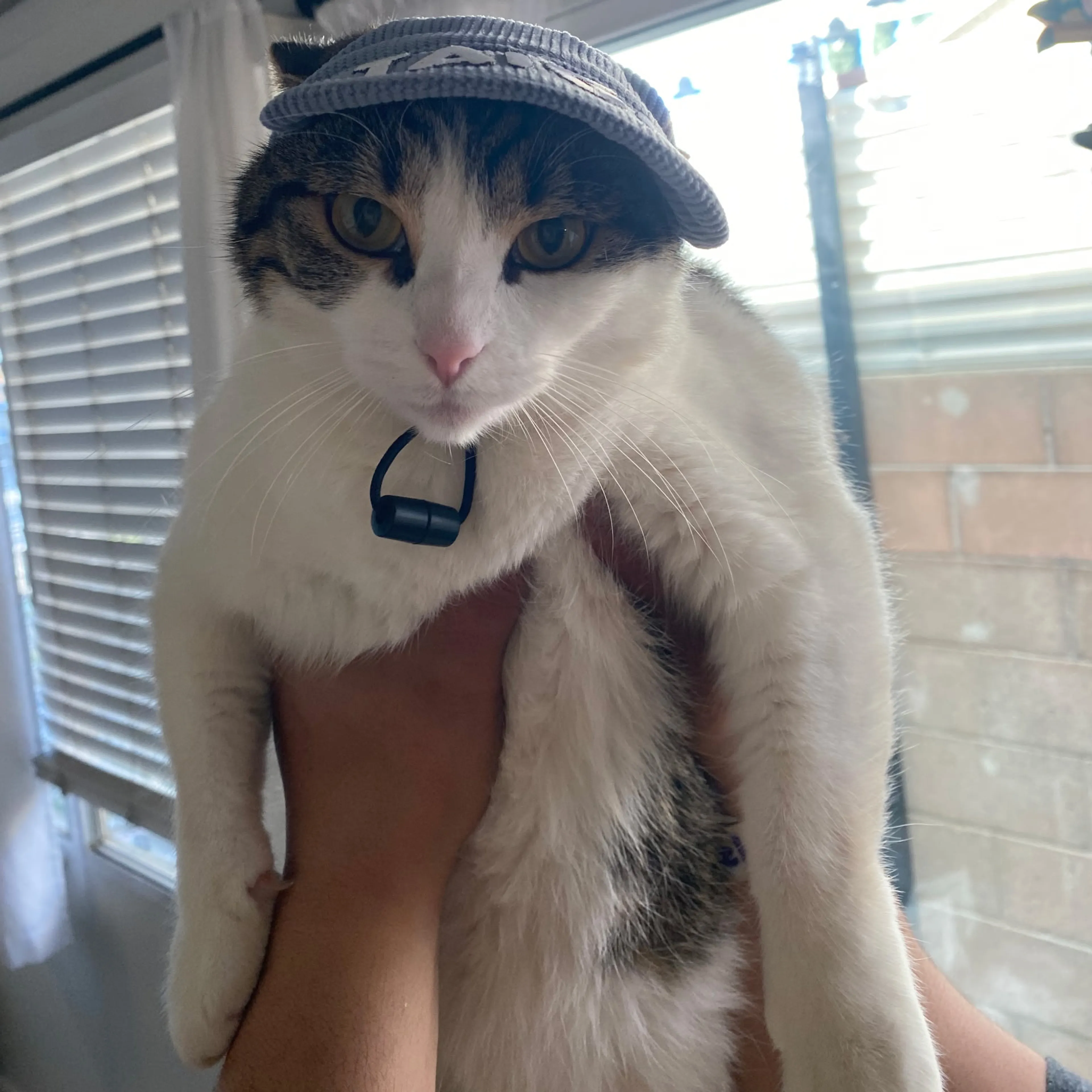 Lost pet-3