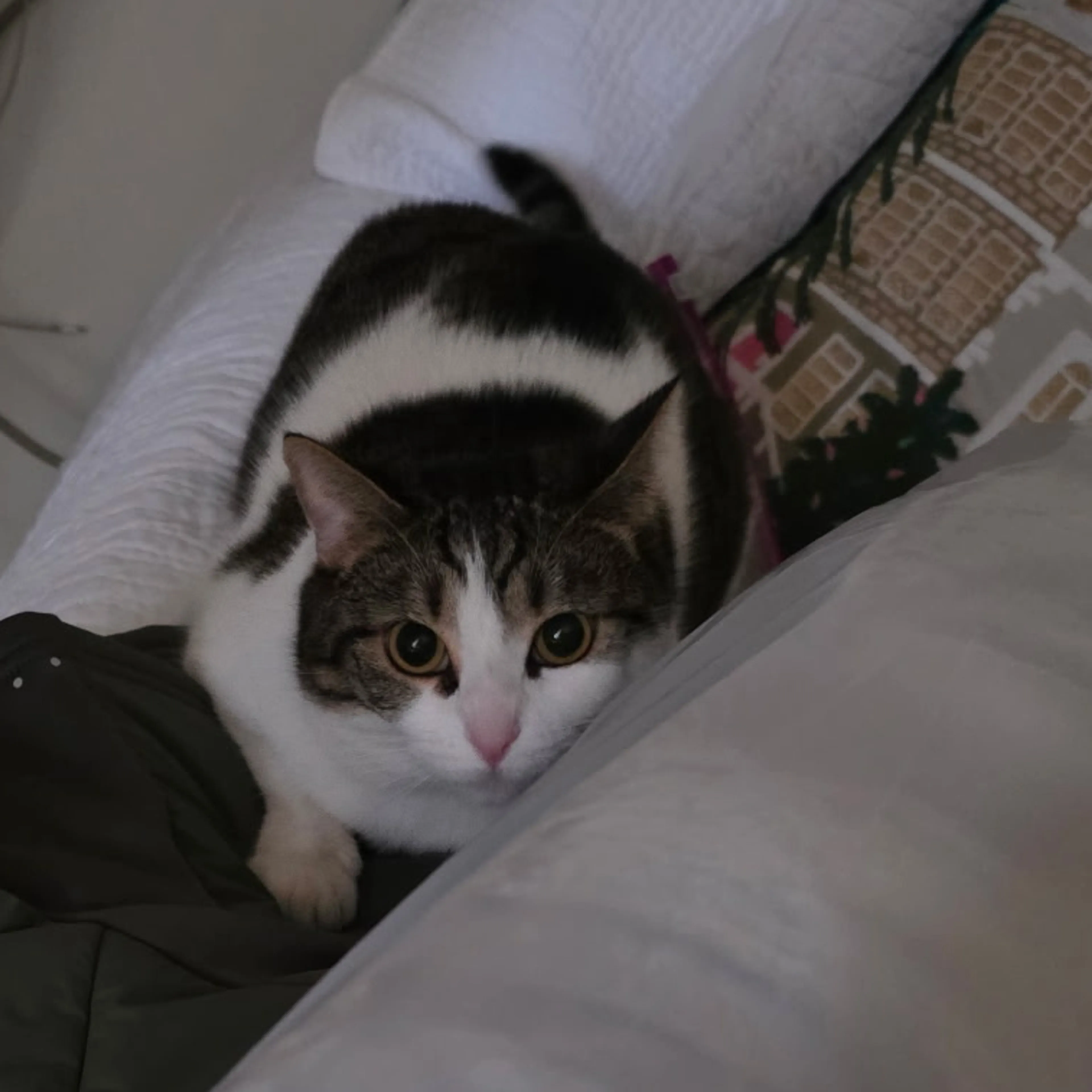 Lost pet-2