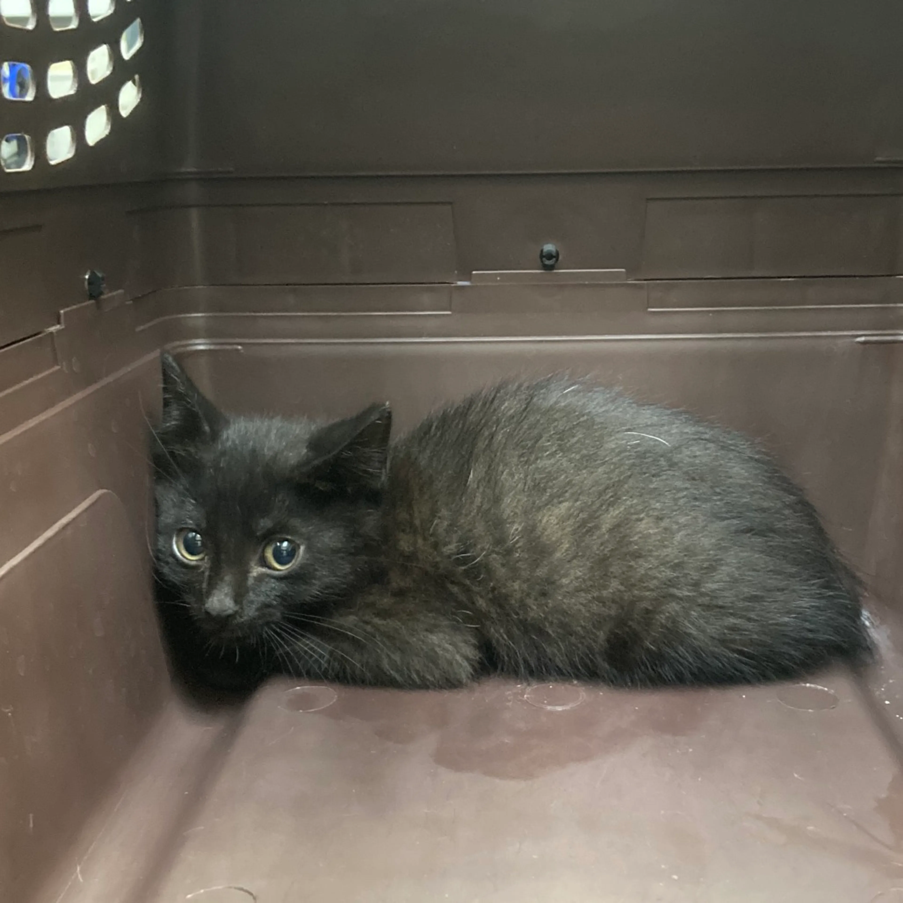 Found pet