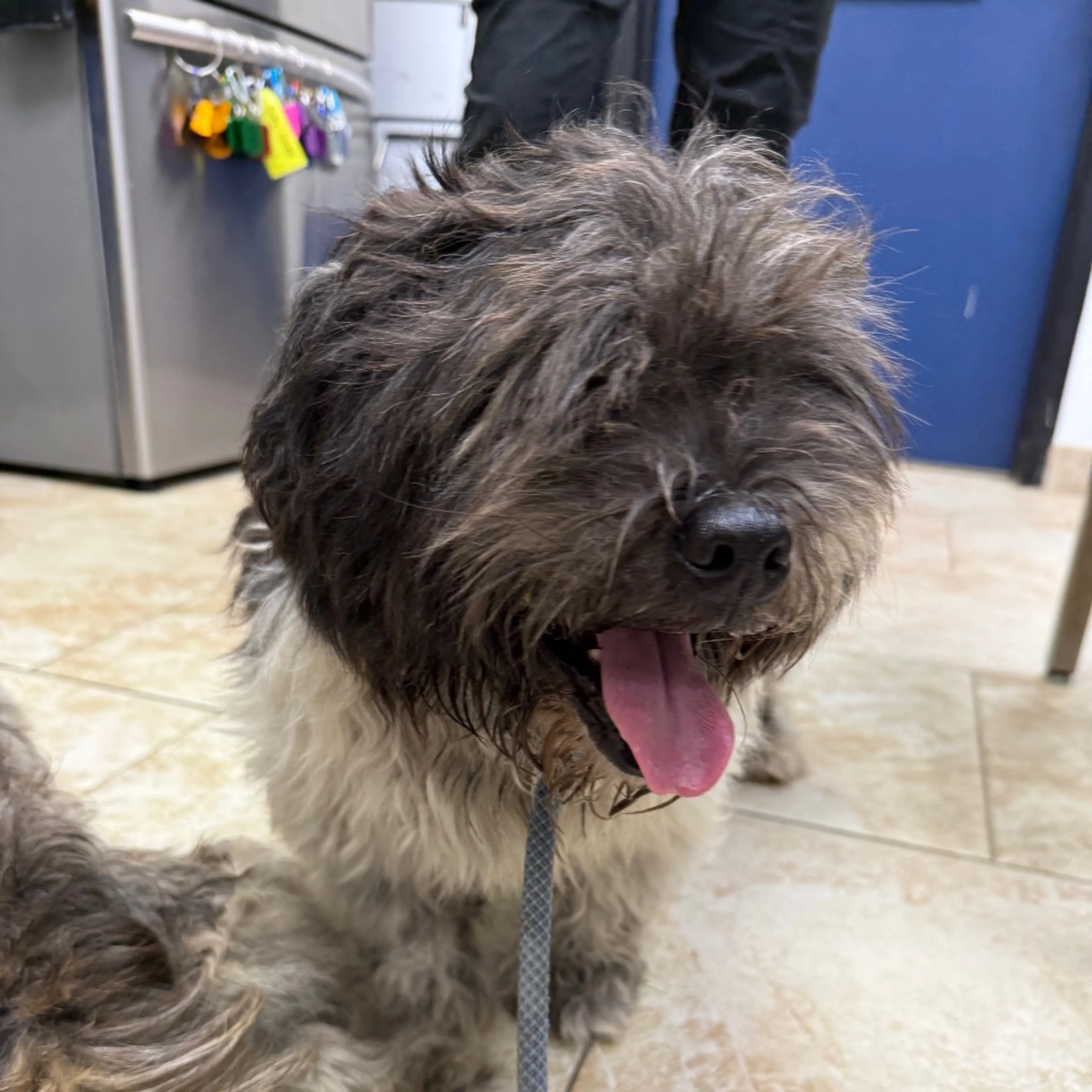 Found pet-1