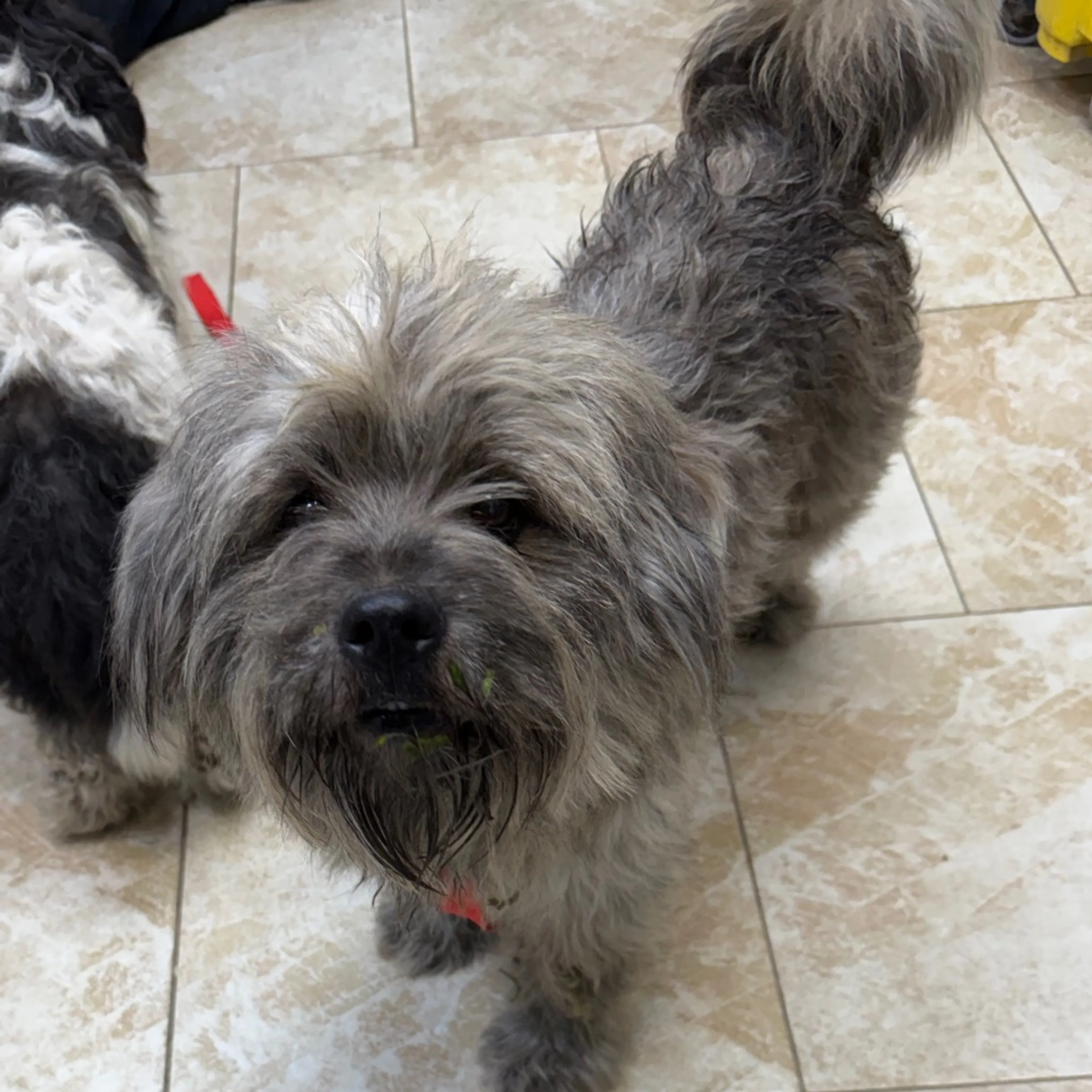 Found pet-1